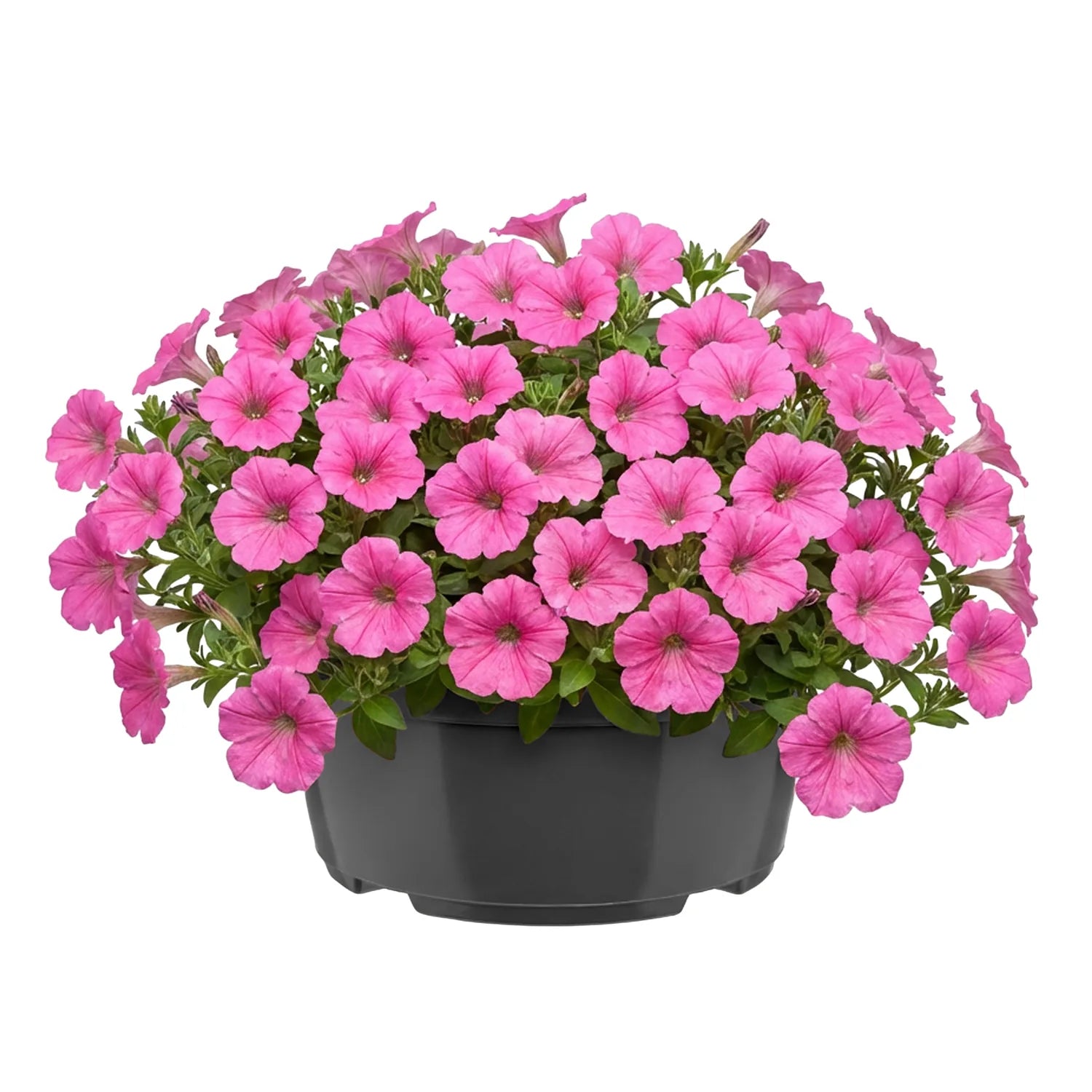 #Größe_Ø 19 x 9,5 cm (2,2L)#Menge_1 Stück#Farbe_Anthrazit