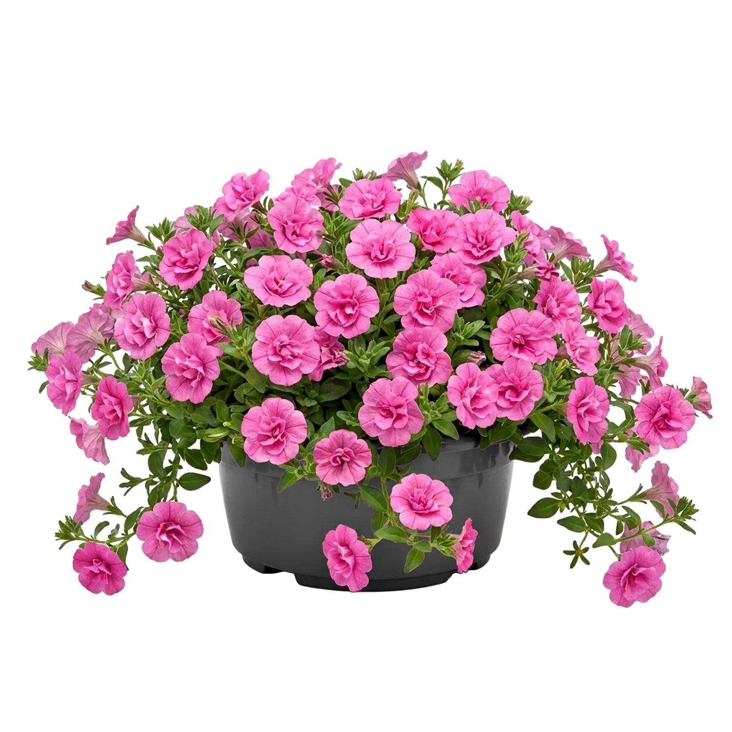 #Größe_Ø23 x 11 cm (3,5L)#Menge_1 Stück#Farbe_Anthrazit