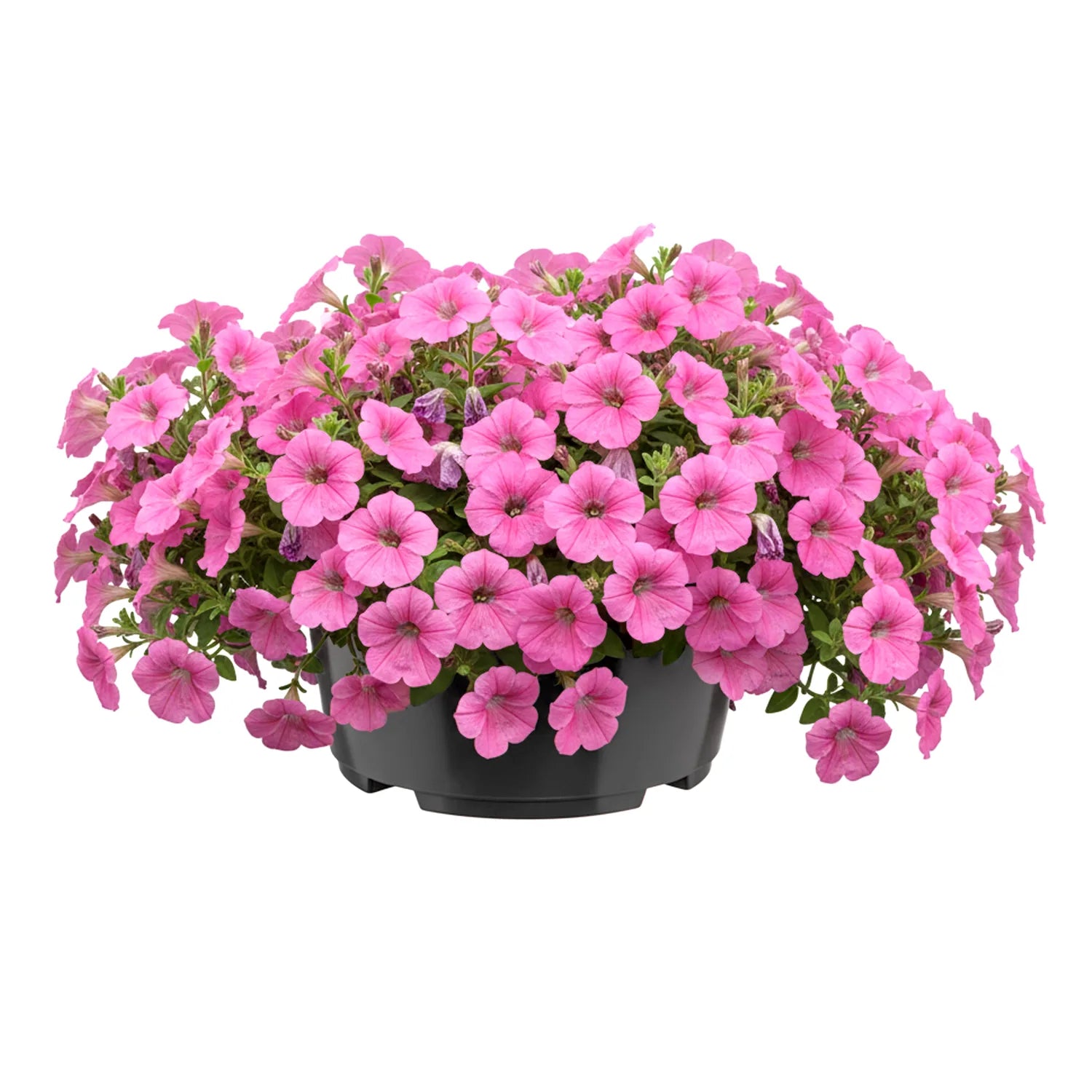 #Größe_Ø21 x 10,5 cm (3L)#Menge_1 Stück#Farbe_Anthrazit