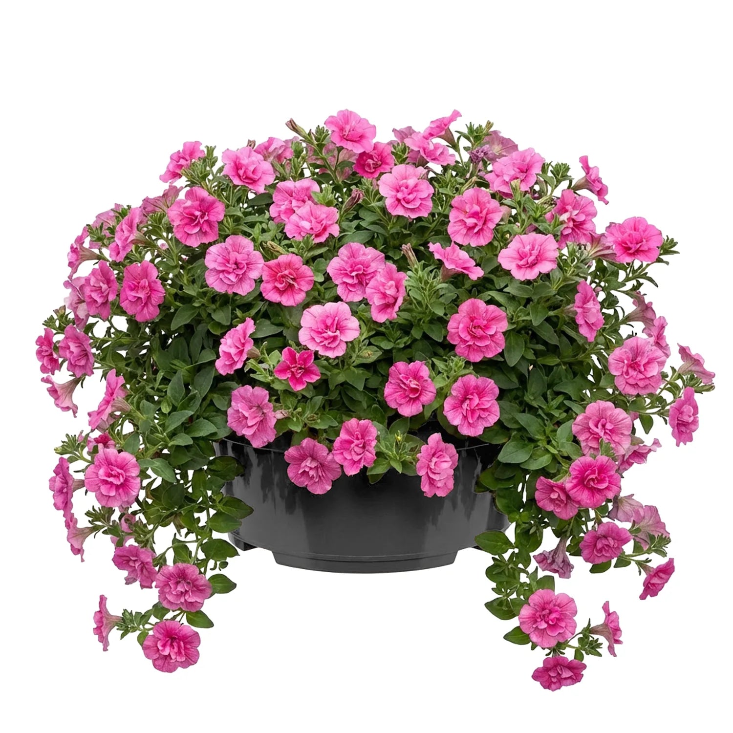 #Größe_Ø25 x 11,5 cm (4,7L)#Menge_1 Stück#Farbe_Anthrazit