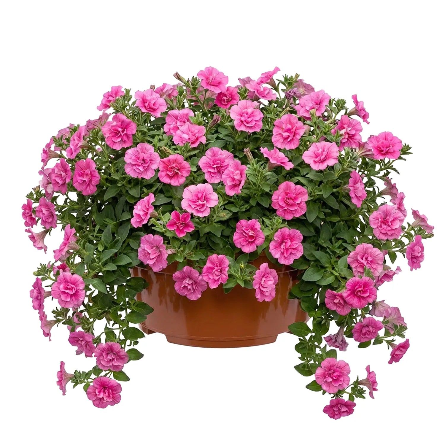 #Größe_Ø25 x 11,5 cm (4,7L)#Menge_1 Stück#Farbe_Terrakotta