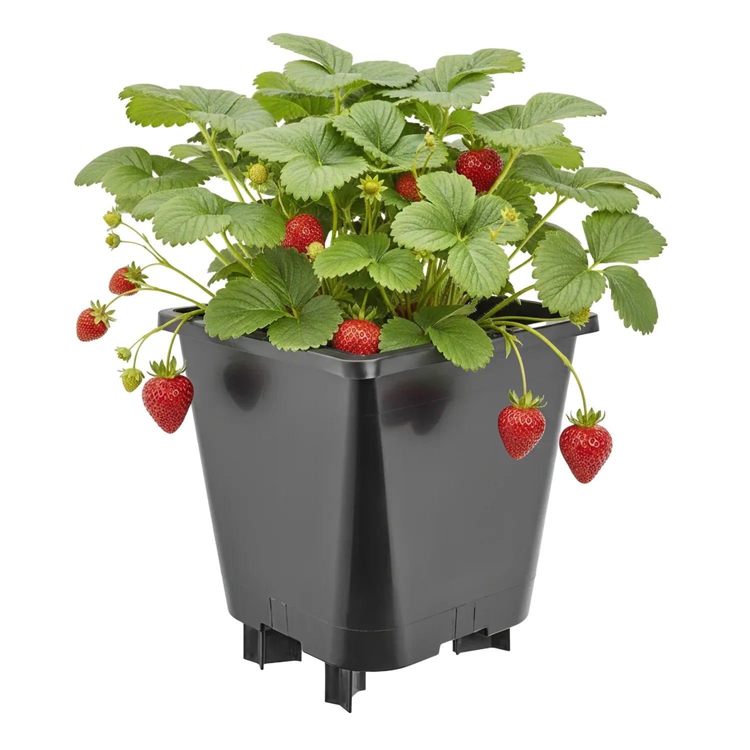 #Größe_19,5 x 19,5 x 21 cm (5L)#Menge_1 Stück