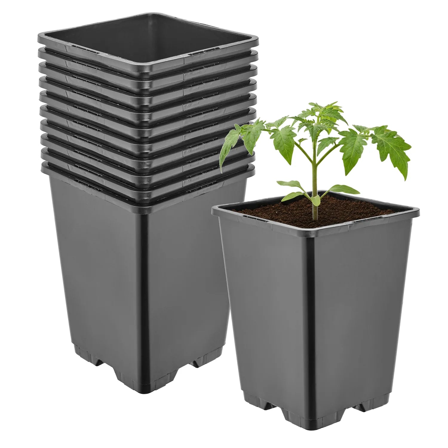 #Größe_11 x 11 x 15,5 cm (1,25L)#Menge_10 Stück