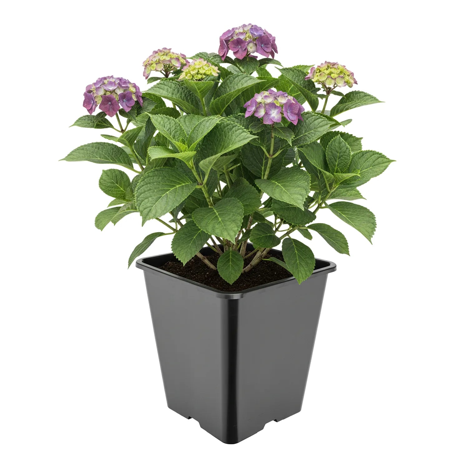 #Größe_25 x 25 x 26 cm (11L)#Menge_1 Stück