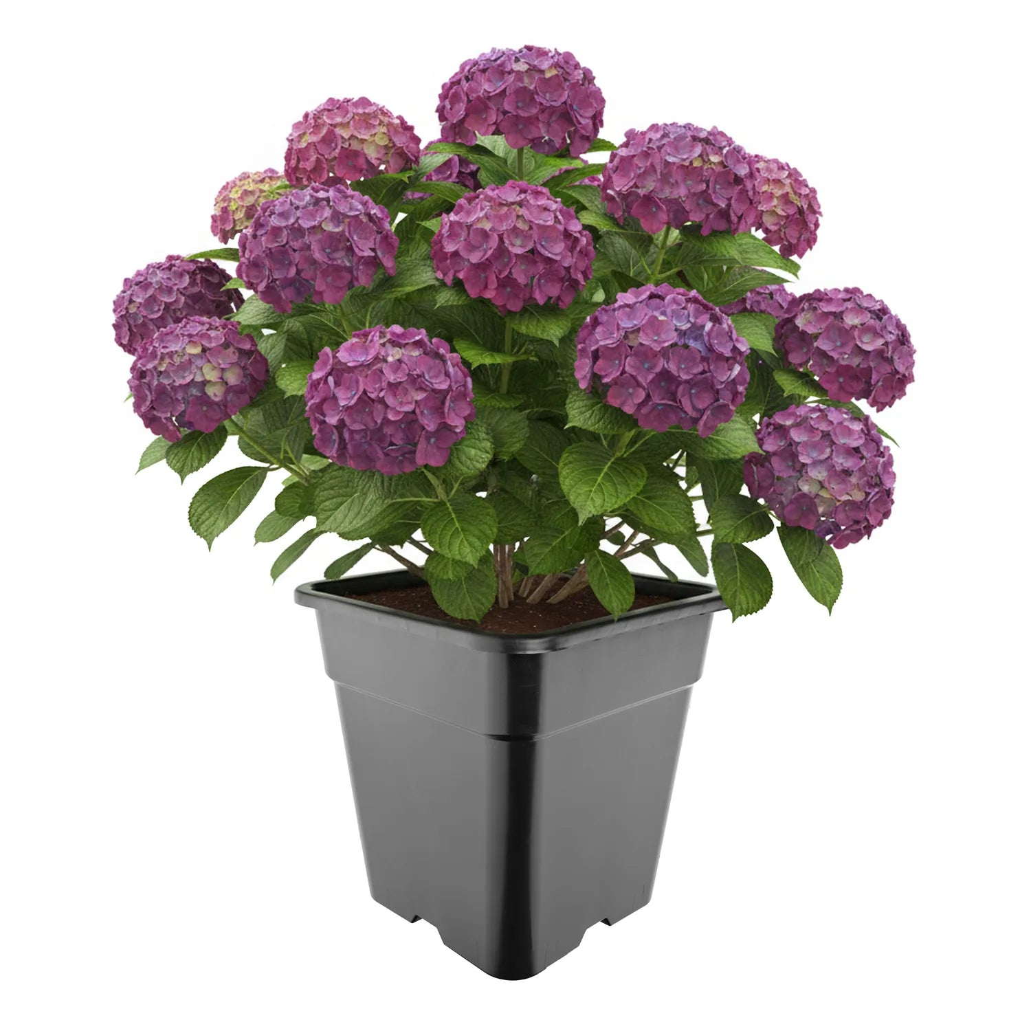 #Größe_33 x 33 x 34 cm (25L)#Menge_1 Stück