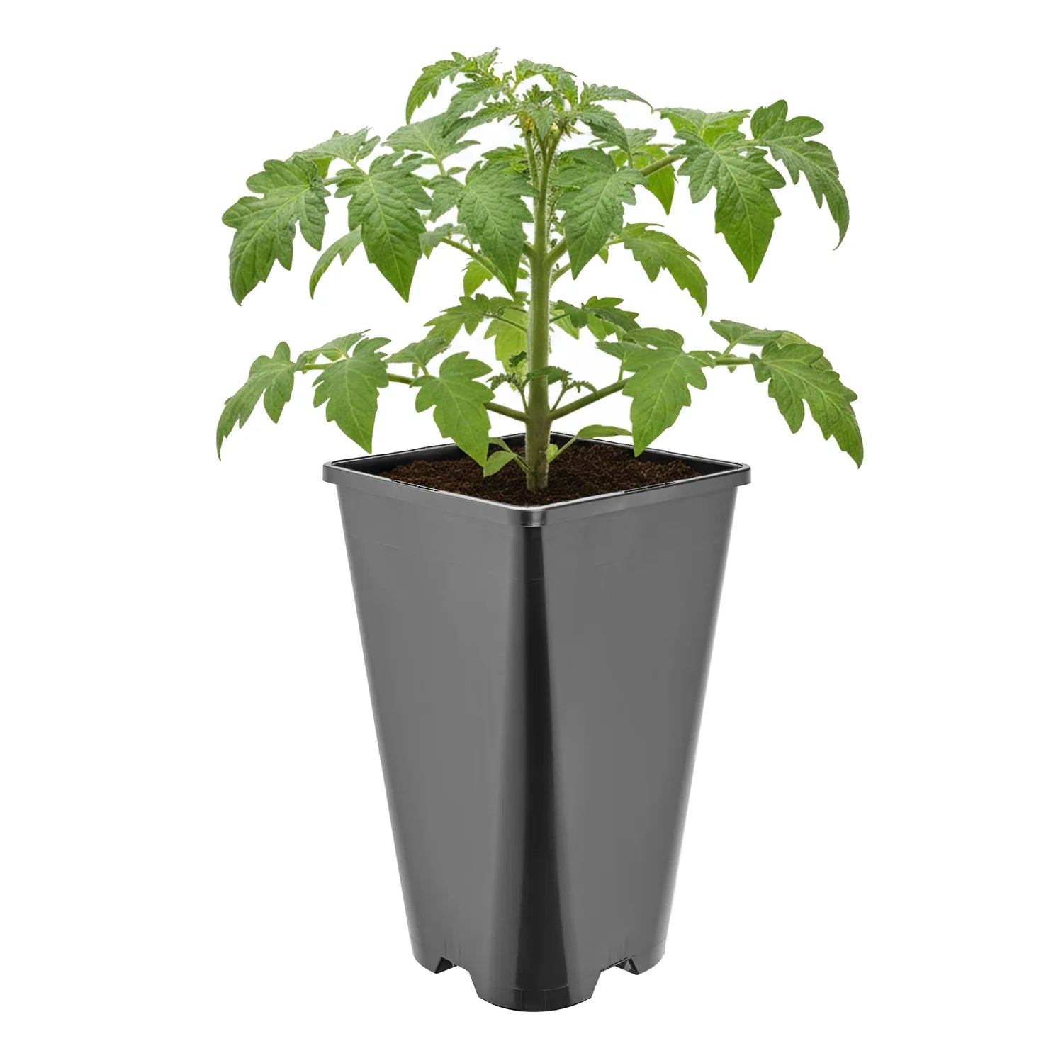 #Größe_13,5 x 13,5 x 23 cm (3L)#Menge_1 Stück