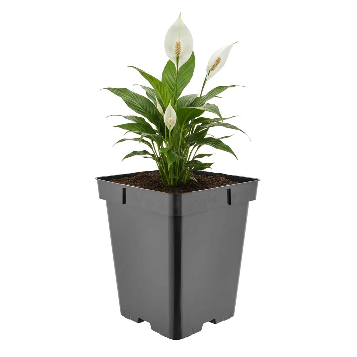 #Größe_18 x 18 x 21,5 cm (5L)#Menge_1 Stück
