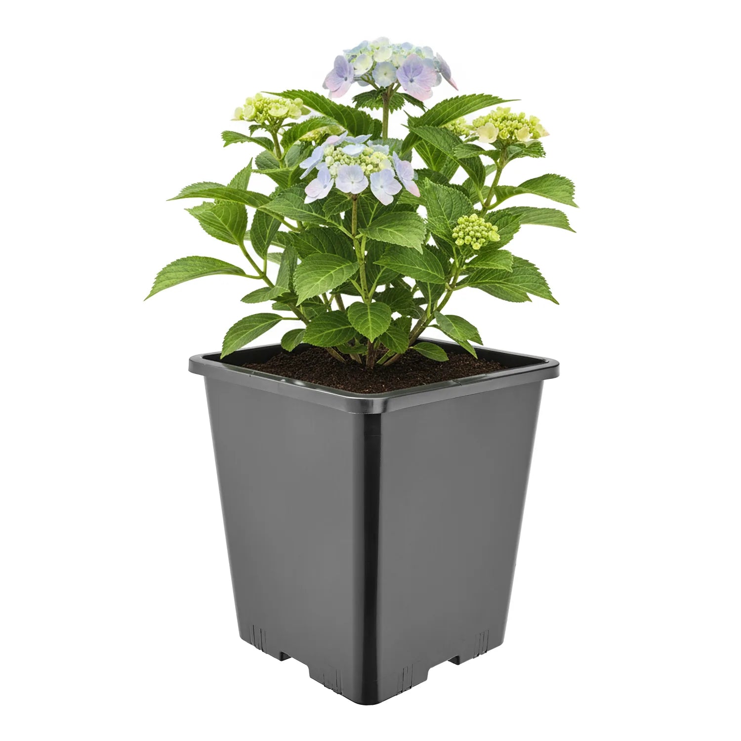 #Größe_20,5 x 20,5 x 23,5 cm (7L)#Menge_1 Stück