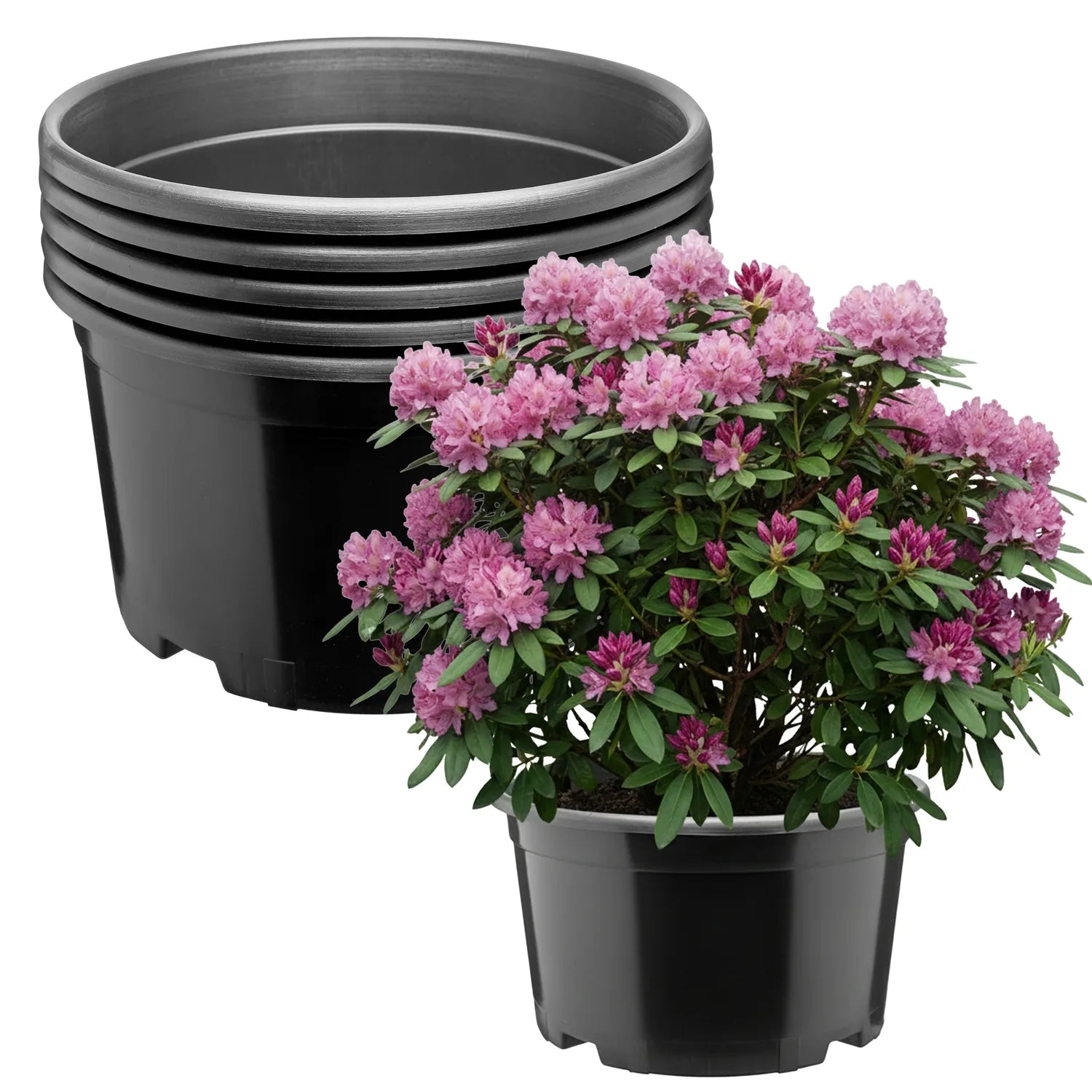 #Größe_Ø34 x 19 cm (12L)#Menge_5 Stück