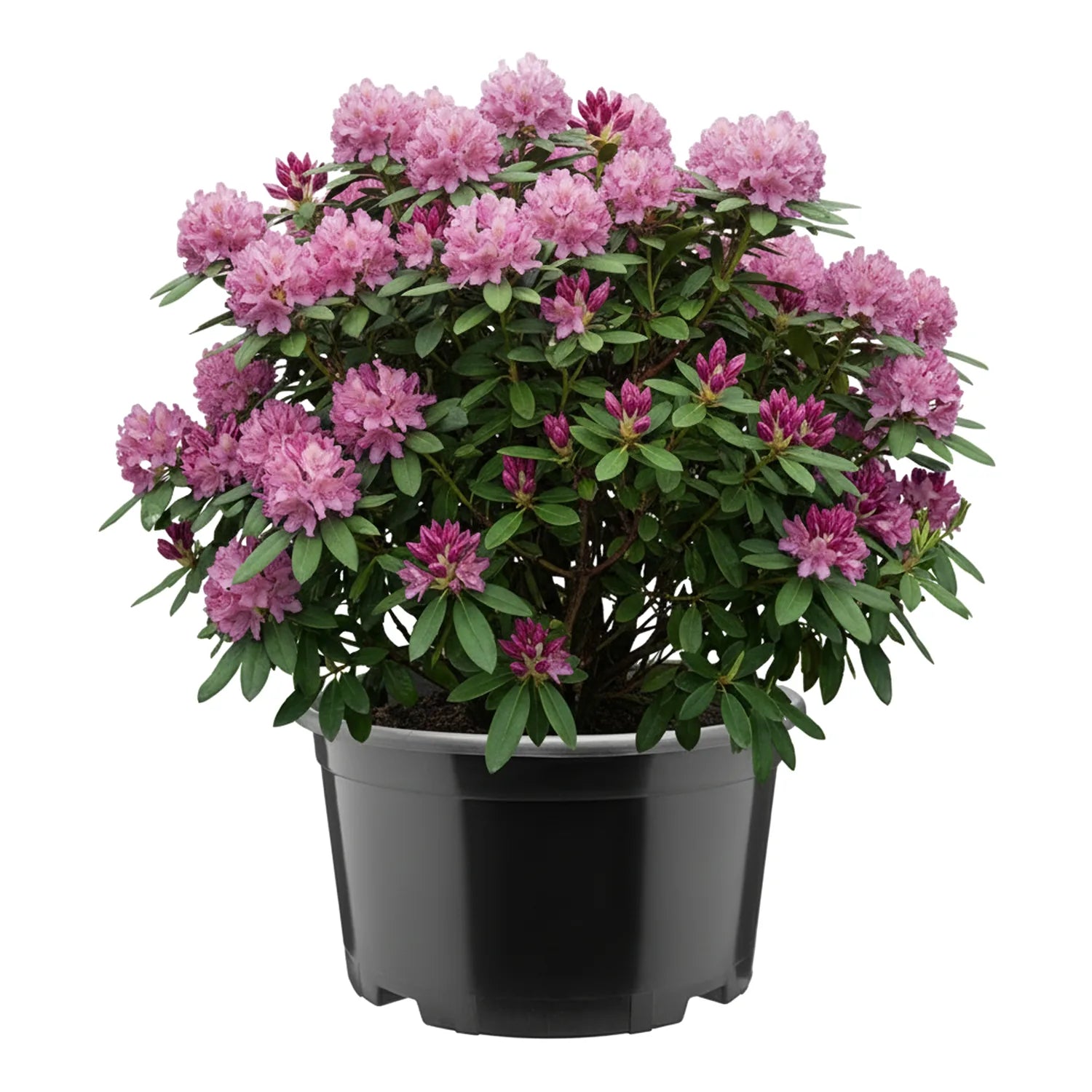 #Größe_Ø34 x 19 cm (12L)#Menge_1 Stück