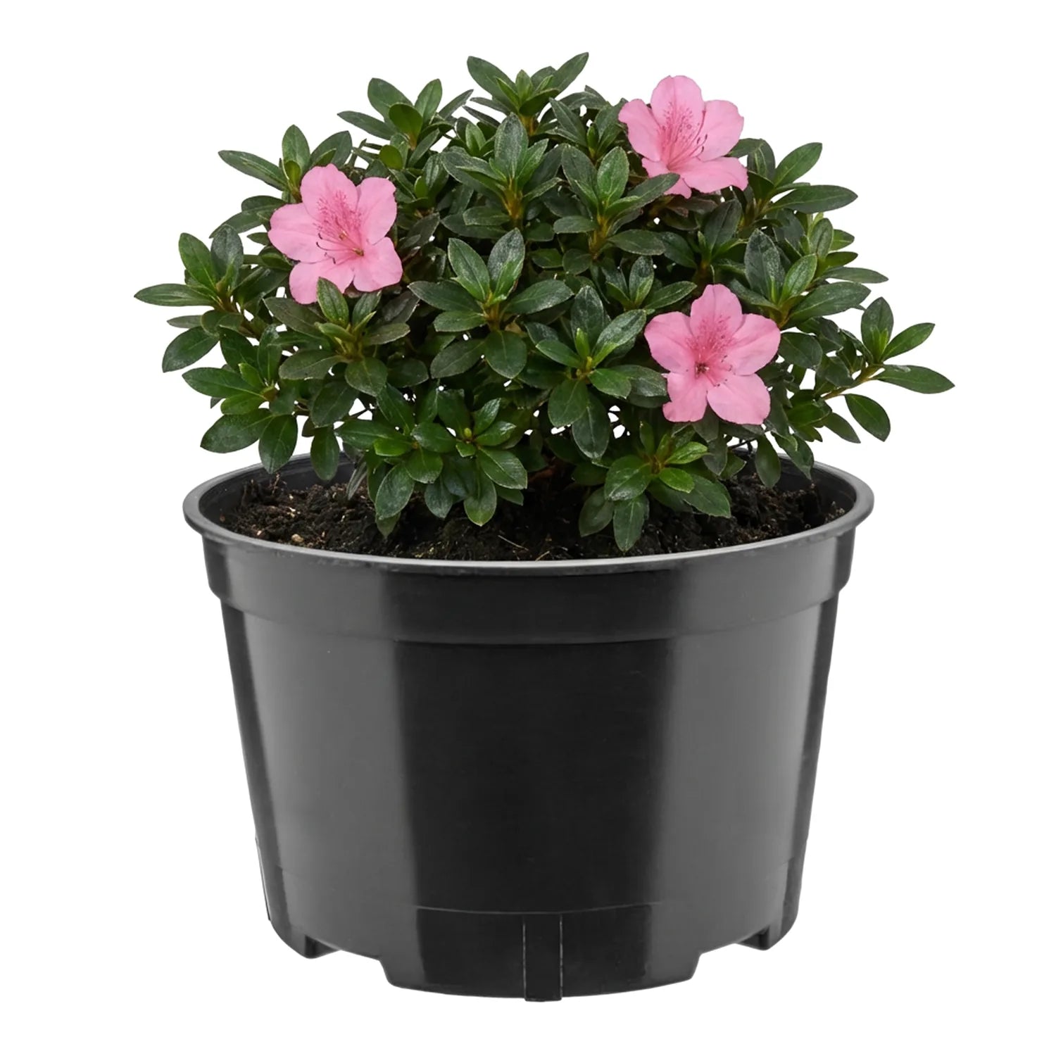 #Größe_Ø18 x 11,5 cm (2L)#Menge_1 Stück