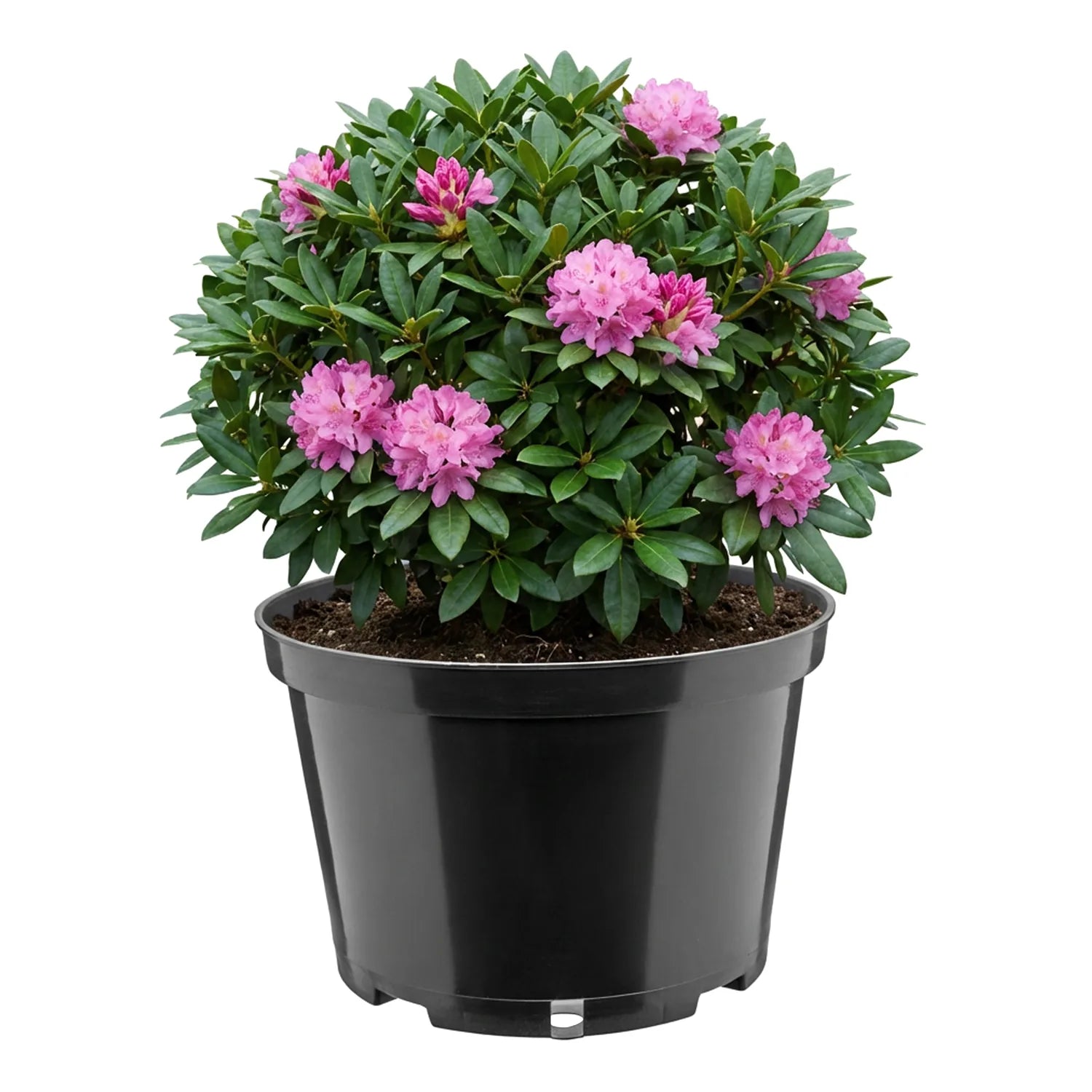 #Größe_Ø24 x 15,5 cm (5L)#Menge_1 Stück