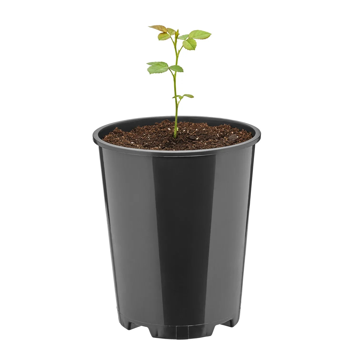 #Größe_Ø11 x 13,5 cm (1L)#Menge_1 Stück