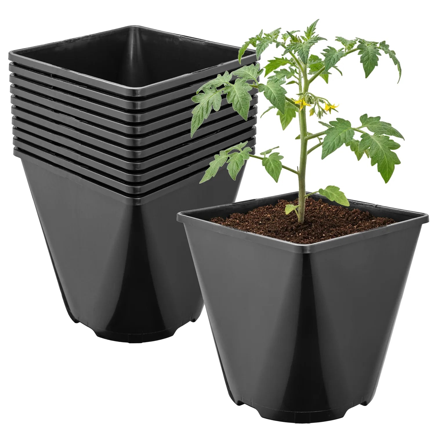 #Größe_15,7 x 15,7 x 16 cm (3L)#Menge_10 Stück