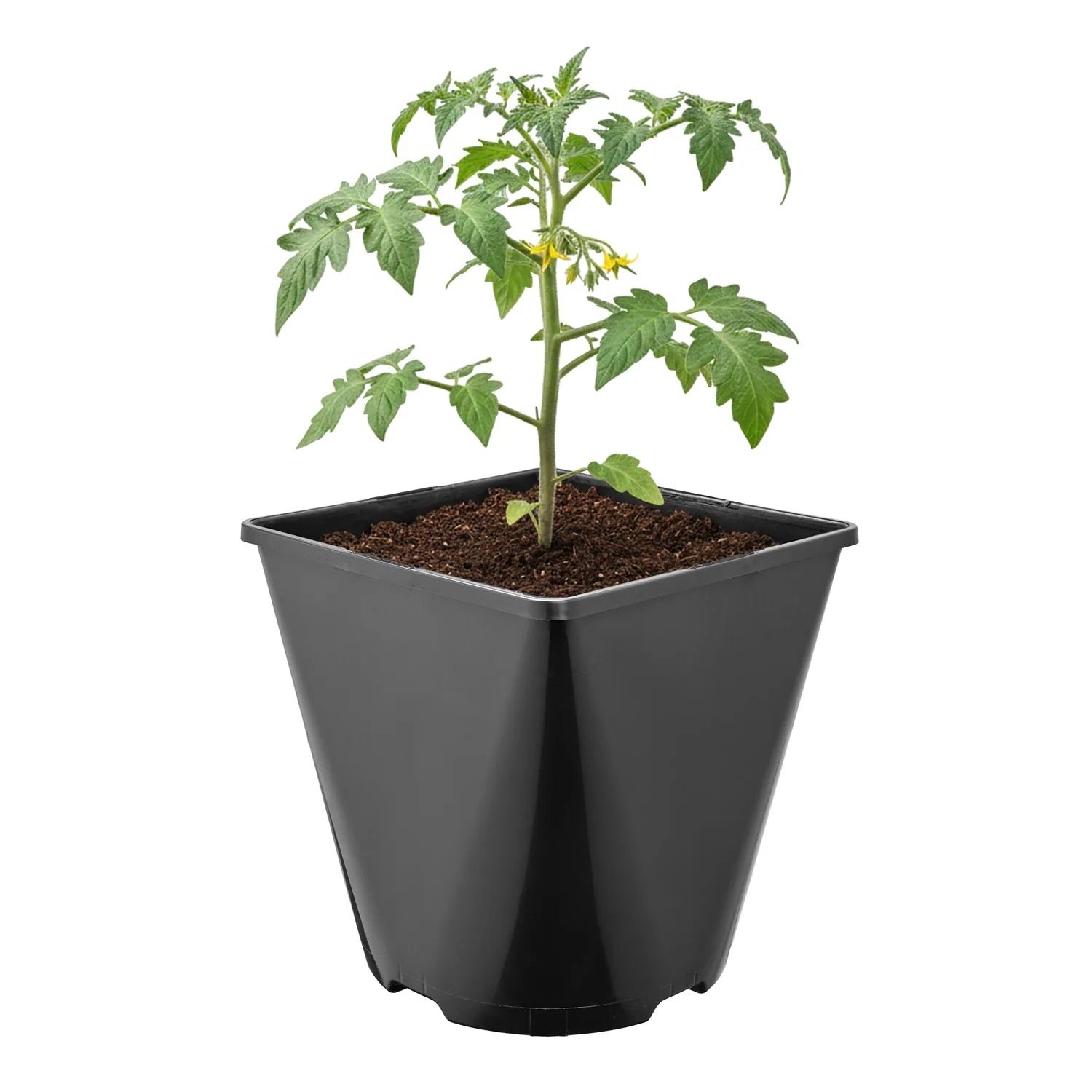 #Größe_15,7 x 15,7 x 16 cm (3L)#Menge_1 Stück