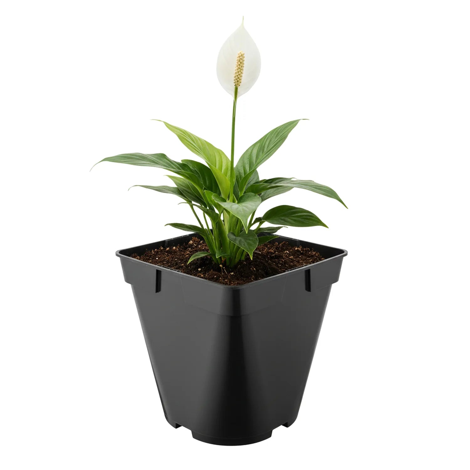 #Größe_18 x 18 x 18 cm (4L)#Menge_1 Stück