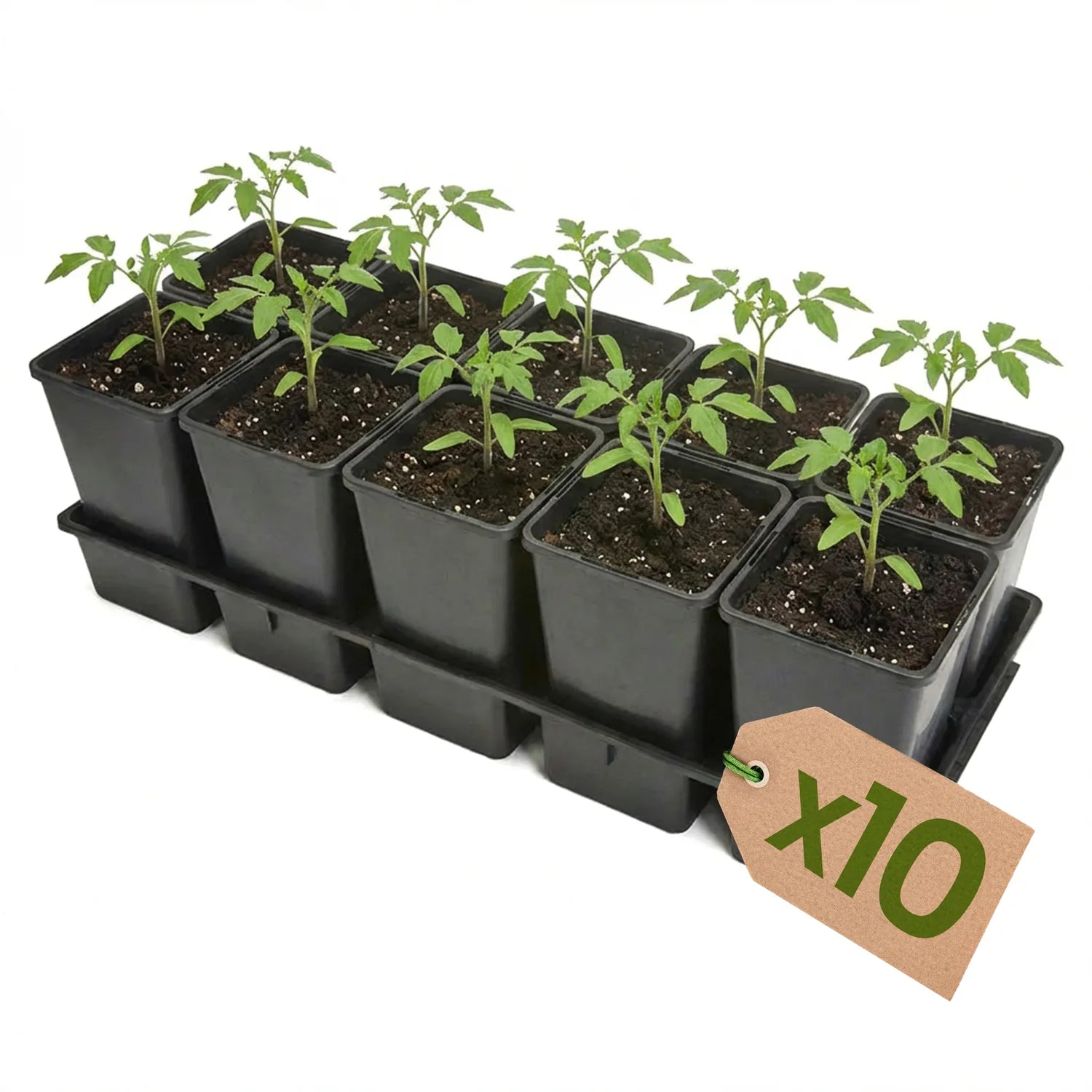 #Größe_Transporttray mit 10 x 1,7L Töpfen#Menge_10 Stück