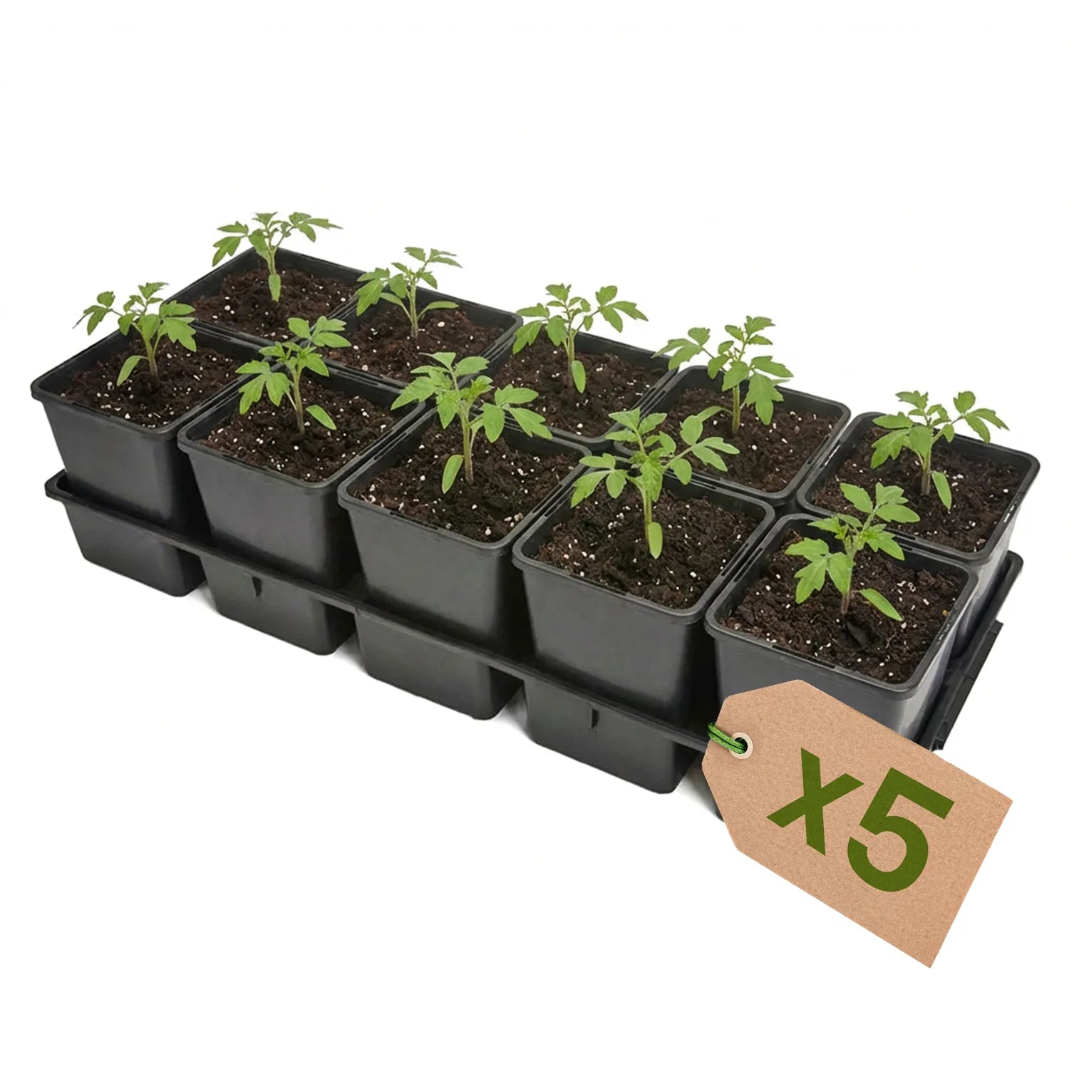 #Größe_Transporttray mit 10 x 1,25L Töpfen#Menge_5 Stück