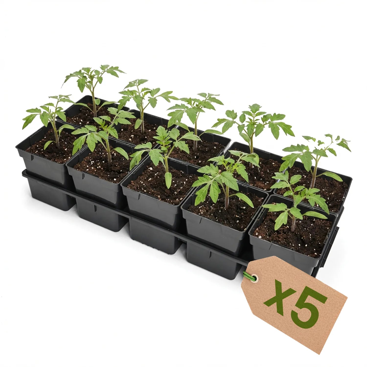 #Größe_Transporttray mit 10 x 1L Töpfen#Menge_5 Stück