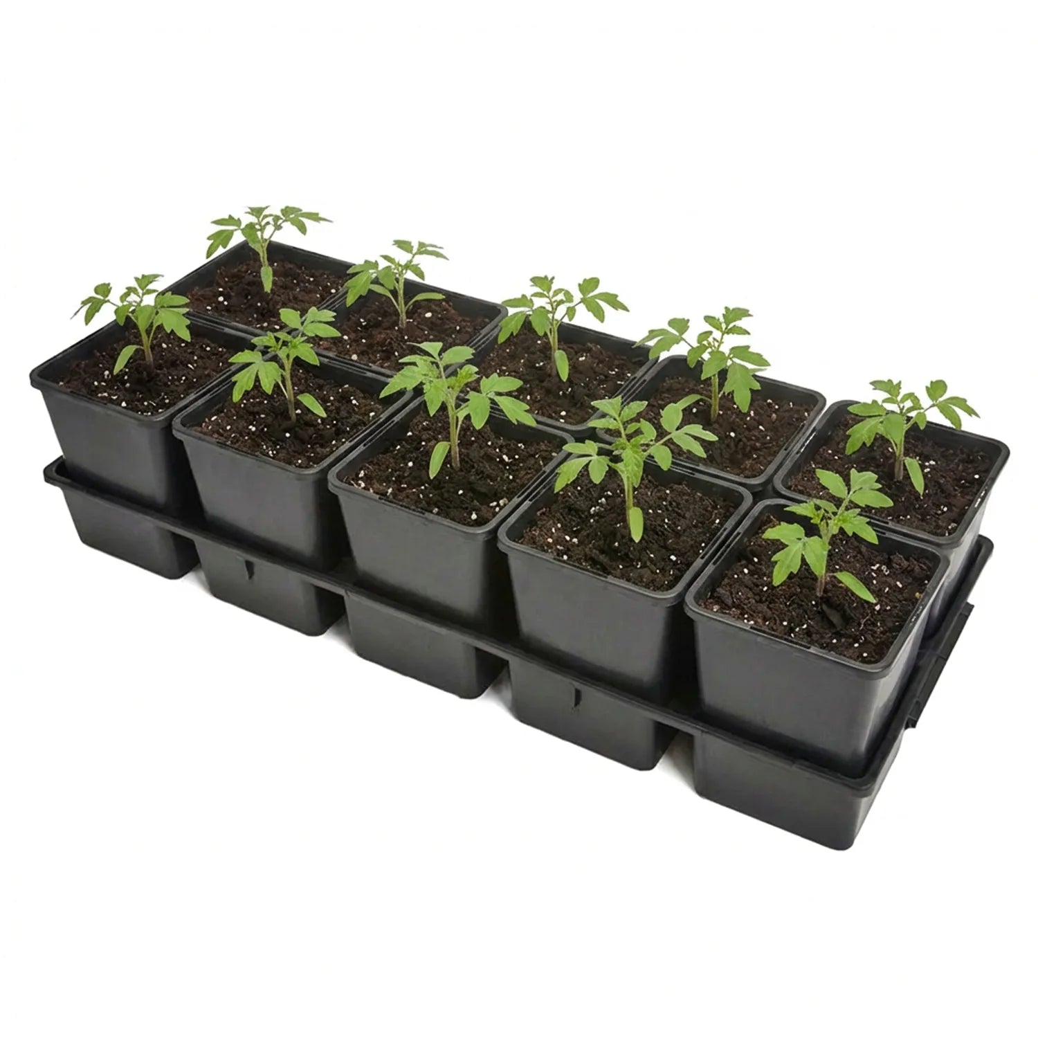 #Größe_Transporttray mit 10 x 1,25L Töpfen#Menge_1 Stück