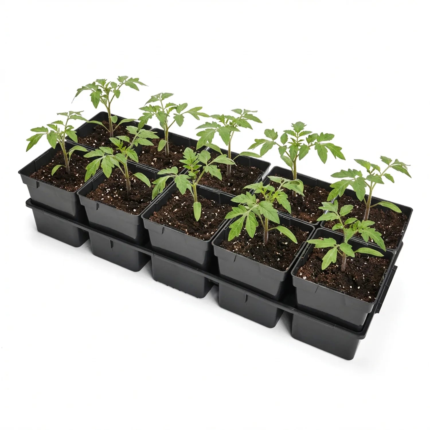 #Größe_Transporttray mit 10 x 1L Töpfen#Menge_1 Stück