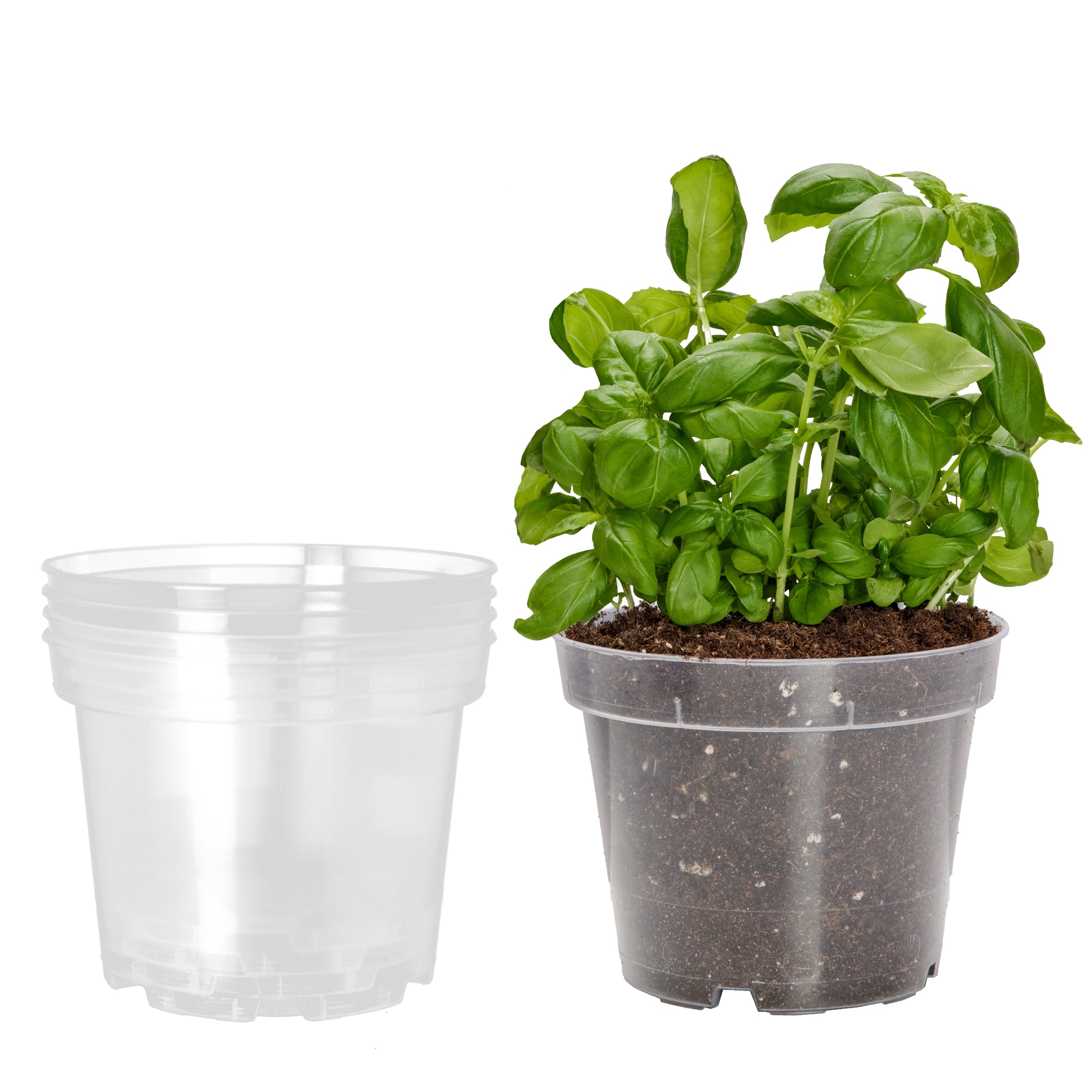 #Menge_10 Stück#!Größe_⌀ 12cm H=10,5cm