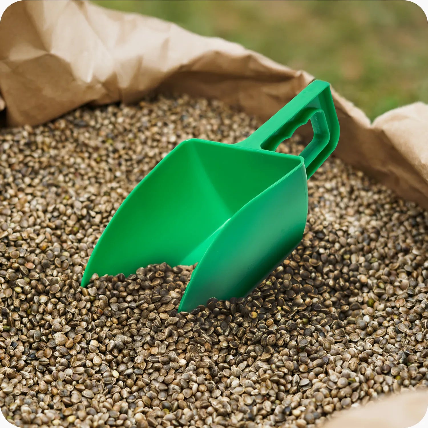 #Farbe_Grün#Größe_1000 g