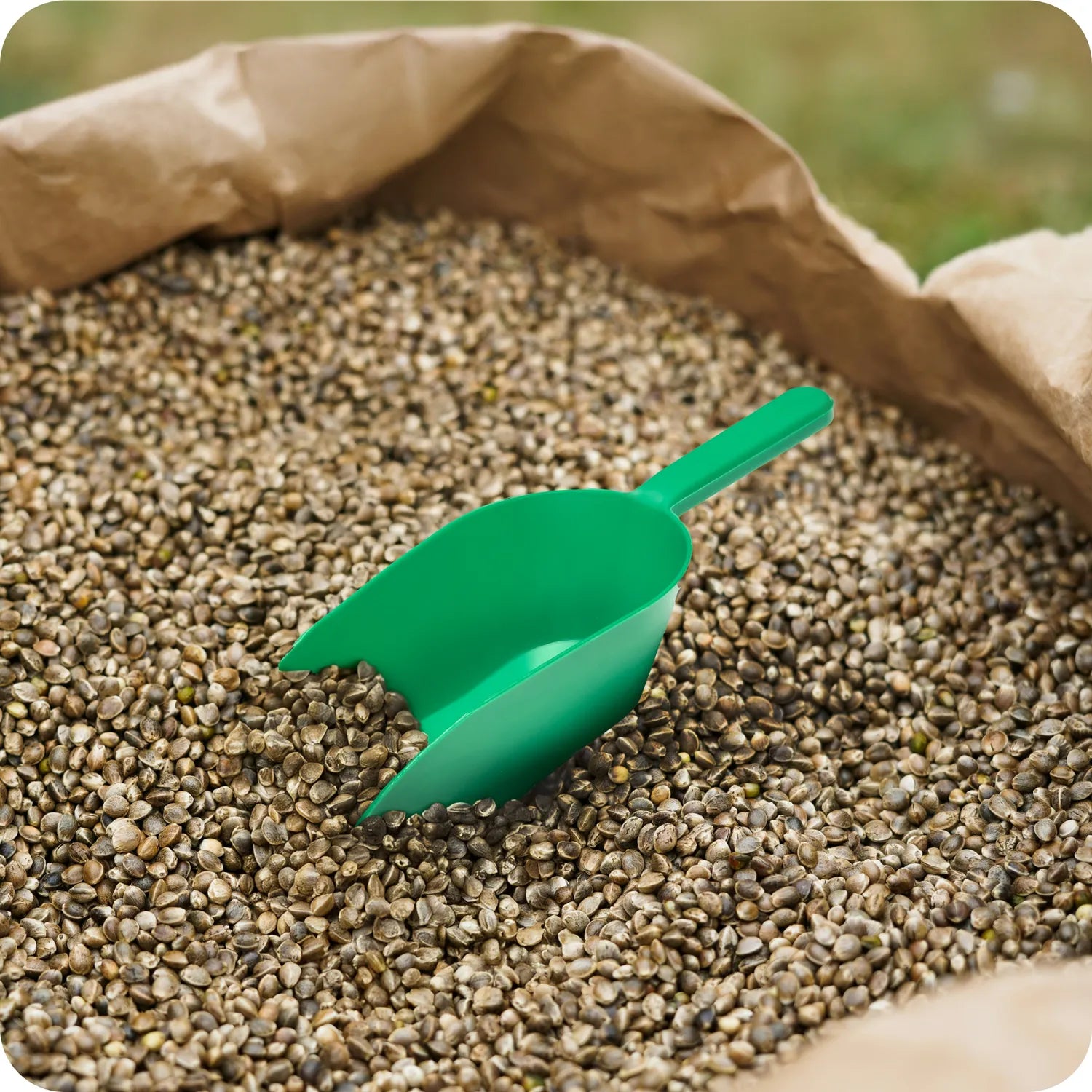 #Farbe_Grün#Größe_500 g