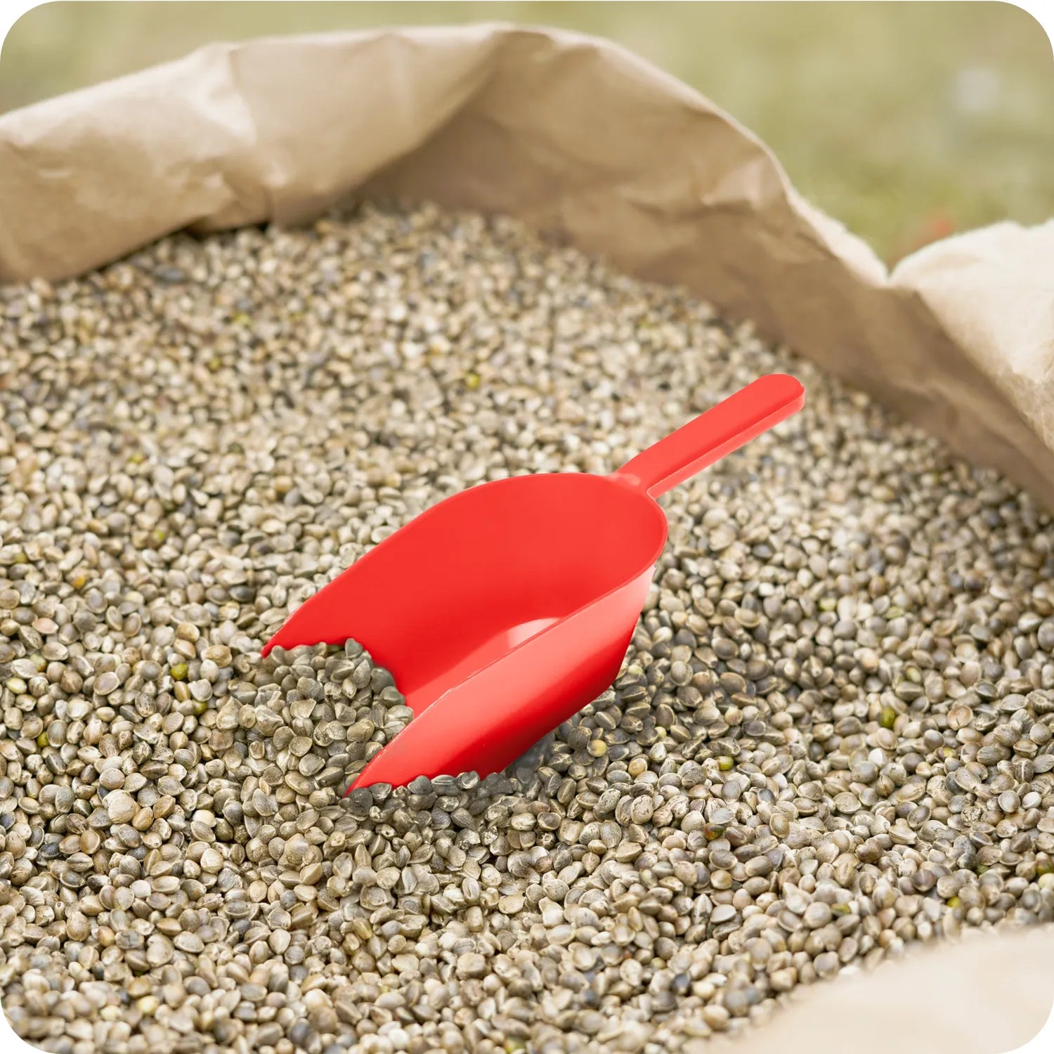 #Farbe_Rot#Größe_500 g