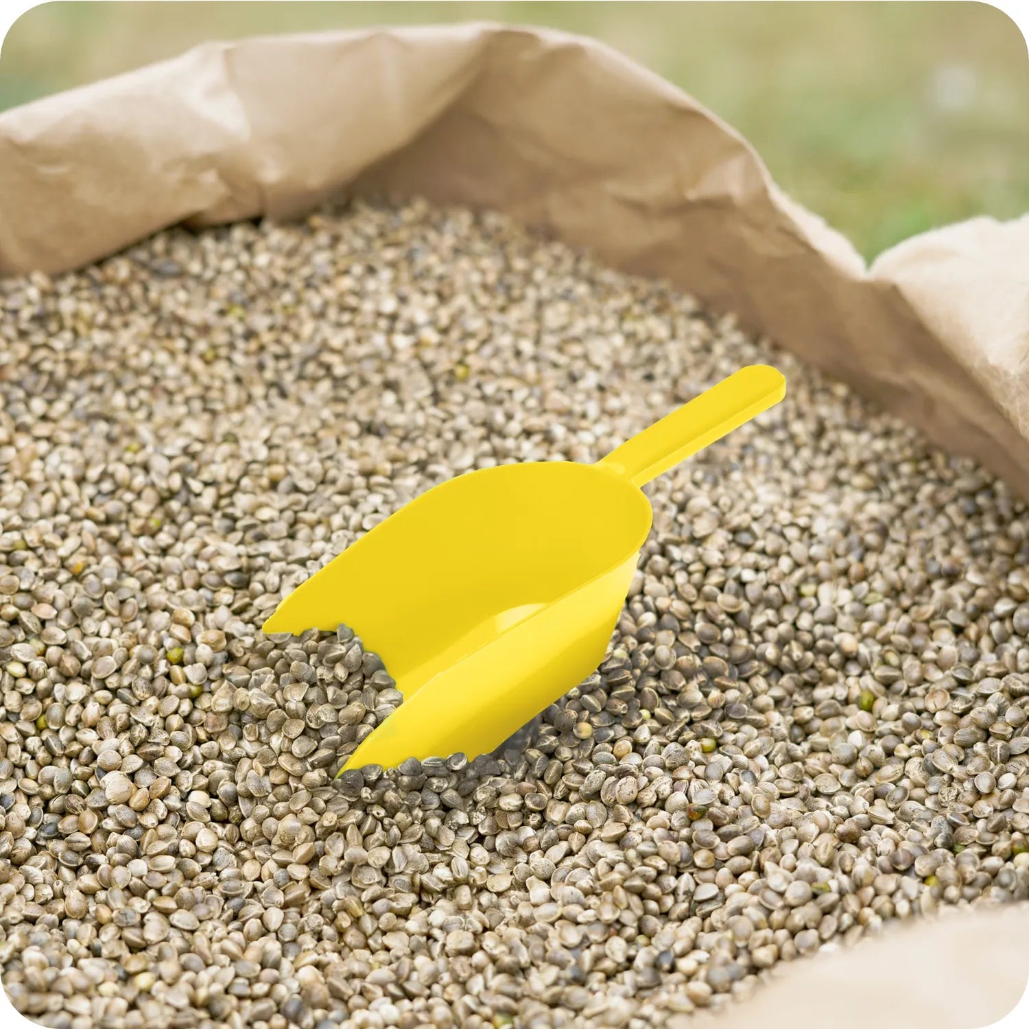 #Farbe_Gelb#Größe_500 g