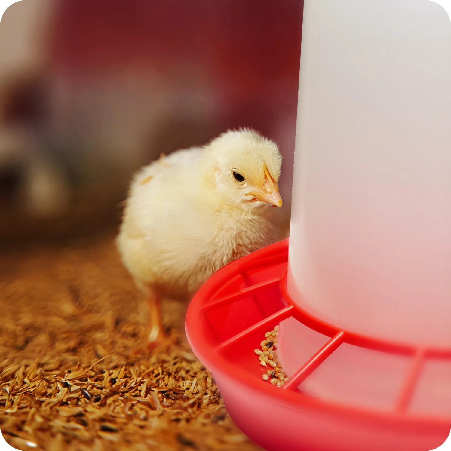 #Farbe_Weiß/Weiß#Größe_3 L + 3 KG