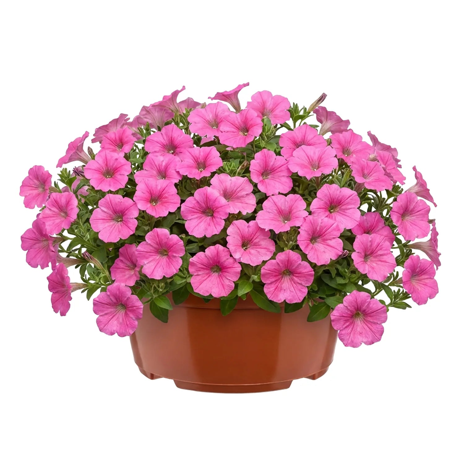#Größe_Ø 19 x 9,5 cm (2,2L)#Menge_1  Stück#Farbe_Terrakotta