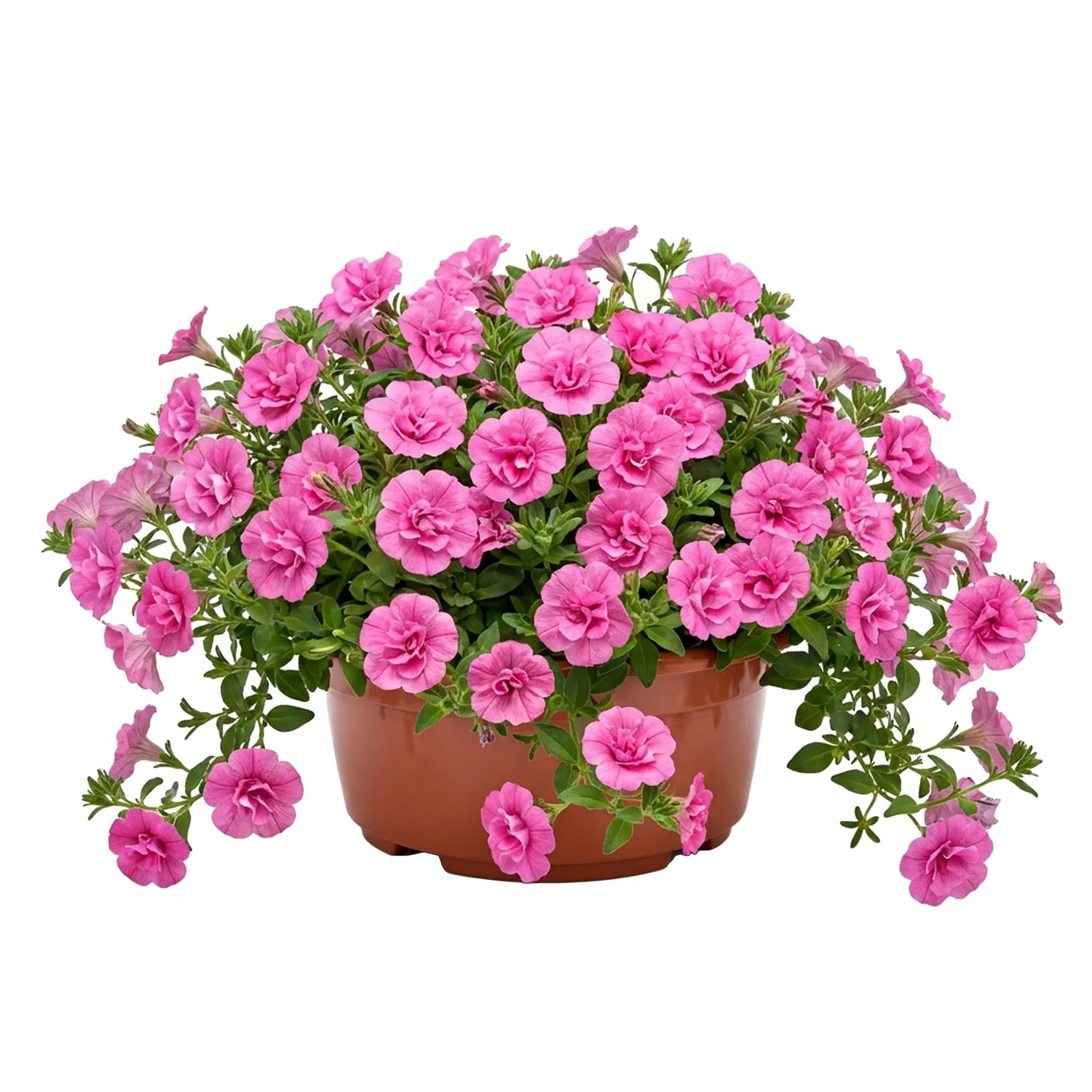 #Größe_Ø23 x 11 cm (3,5L)#Menge_1  Stück#Farbe_Terrakotta