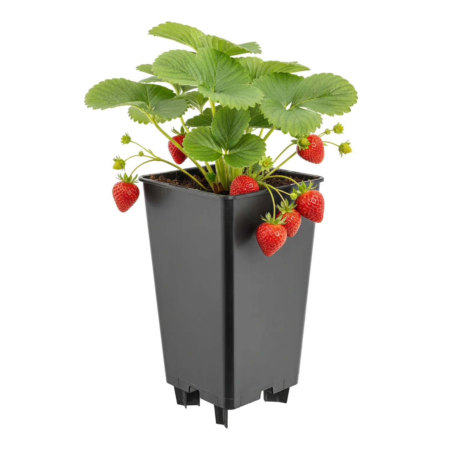 #Größe_12 x 12 x 21 cm (2L)#Menge_1  Stück