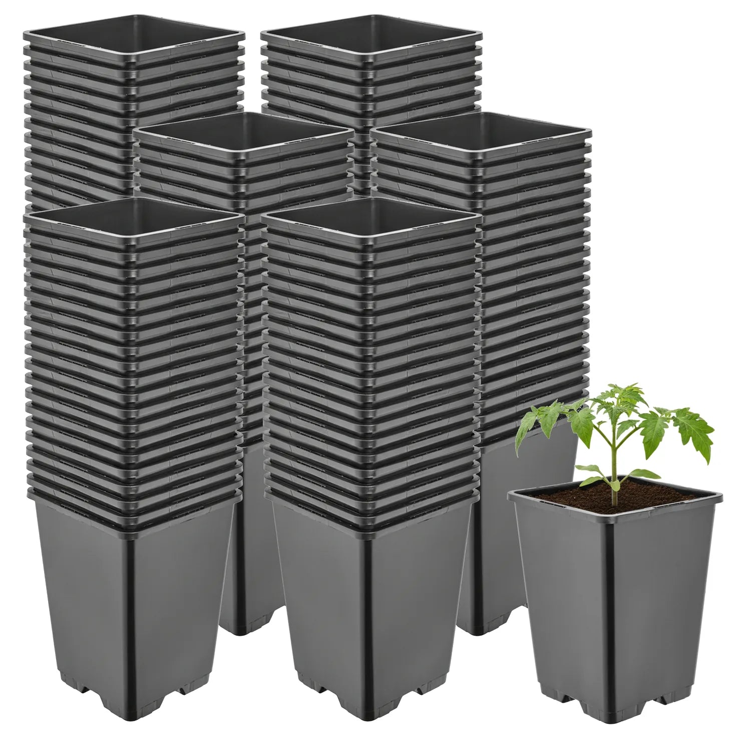 #Größe_11 x 11 x 15,5 cm (1,25L)#Menge_100  Stück