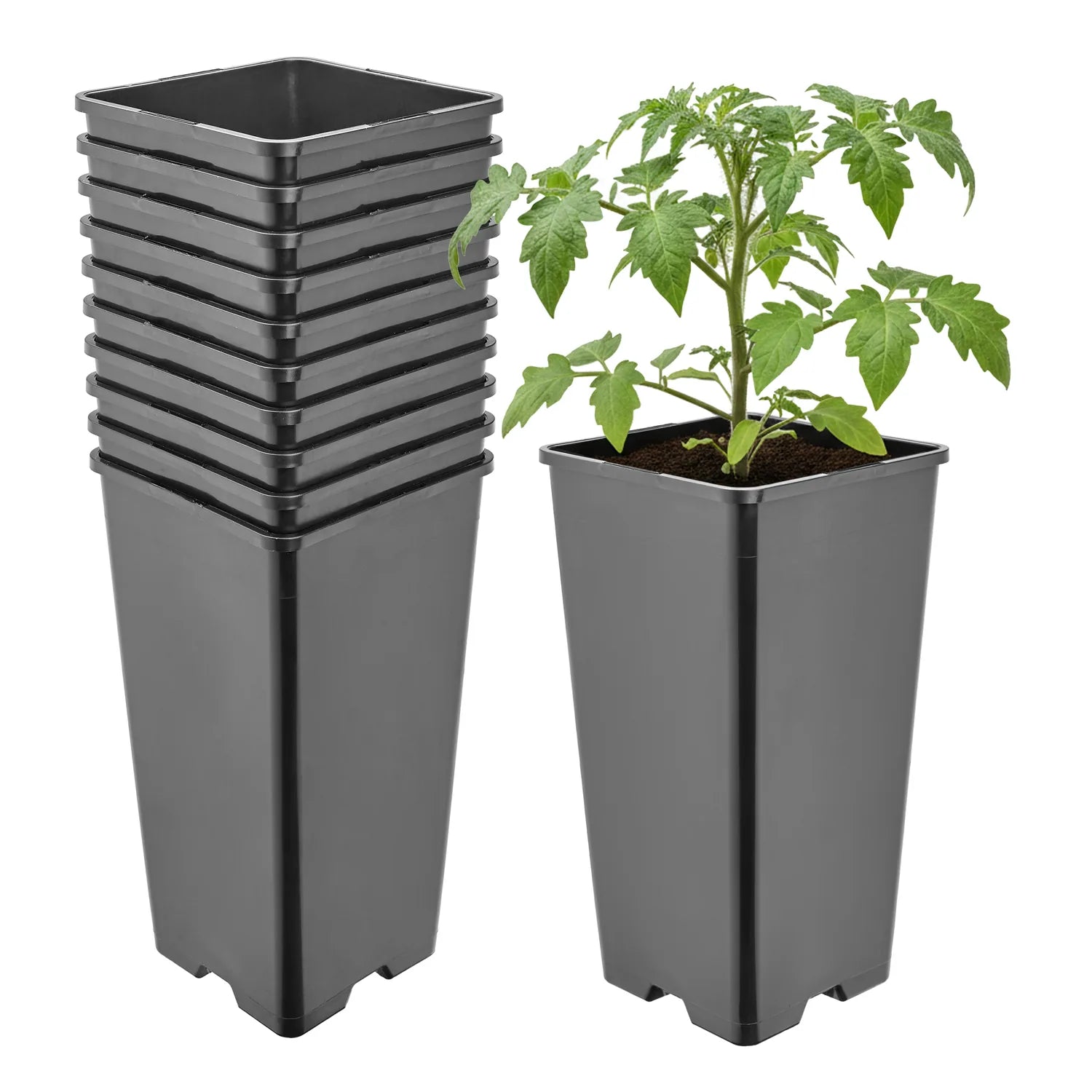 #Größe_11 x 11 x 21,5 cm (2L)#Menge_10  Stück