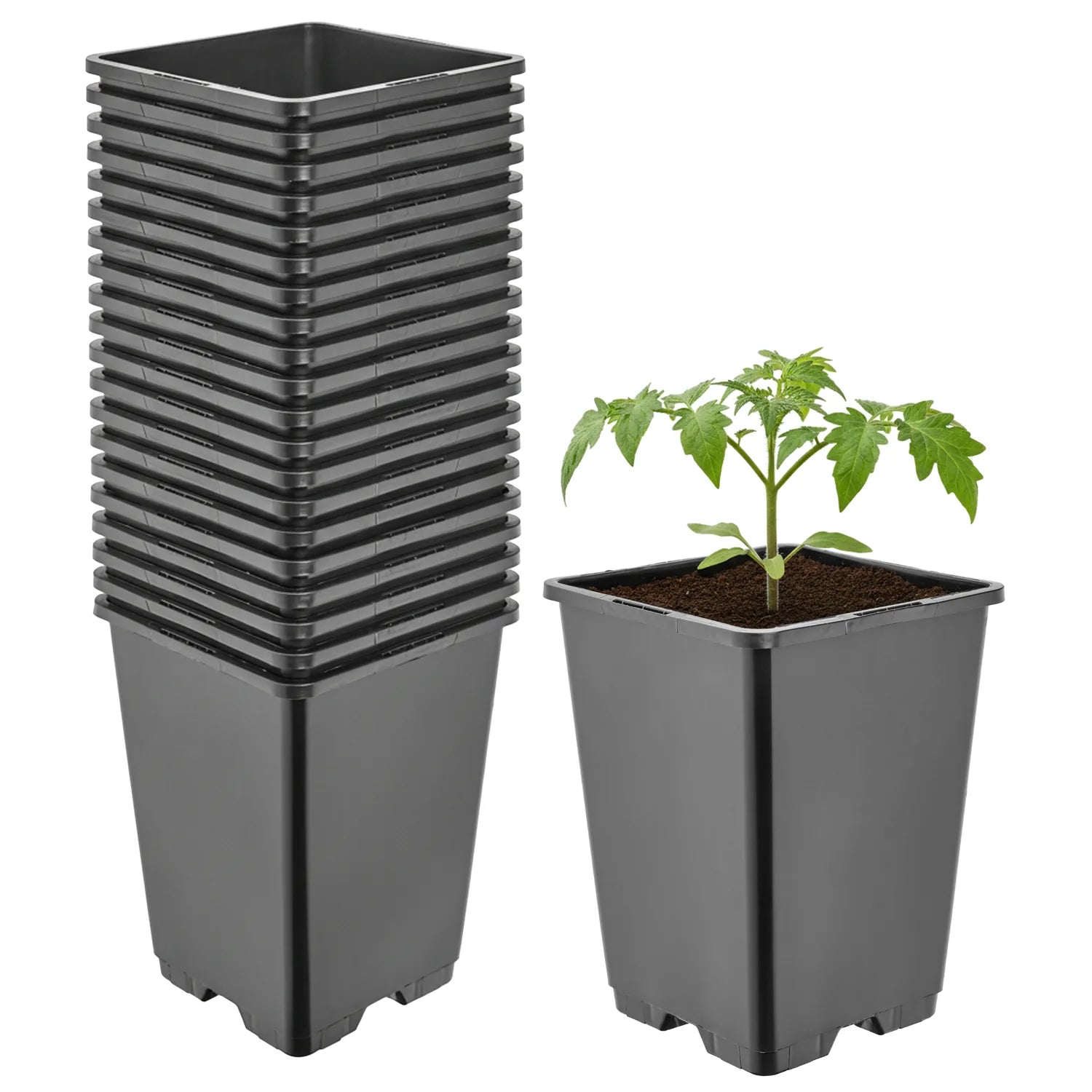 #Größe_11 x 11 x 15,5 cm (1,25L)#Menge_20  Stück