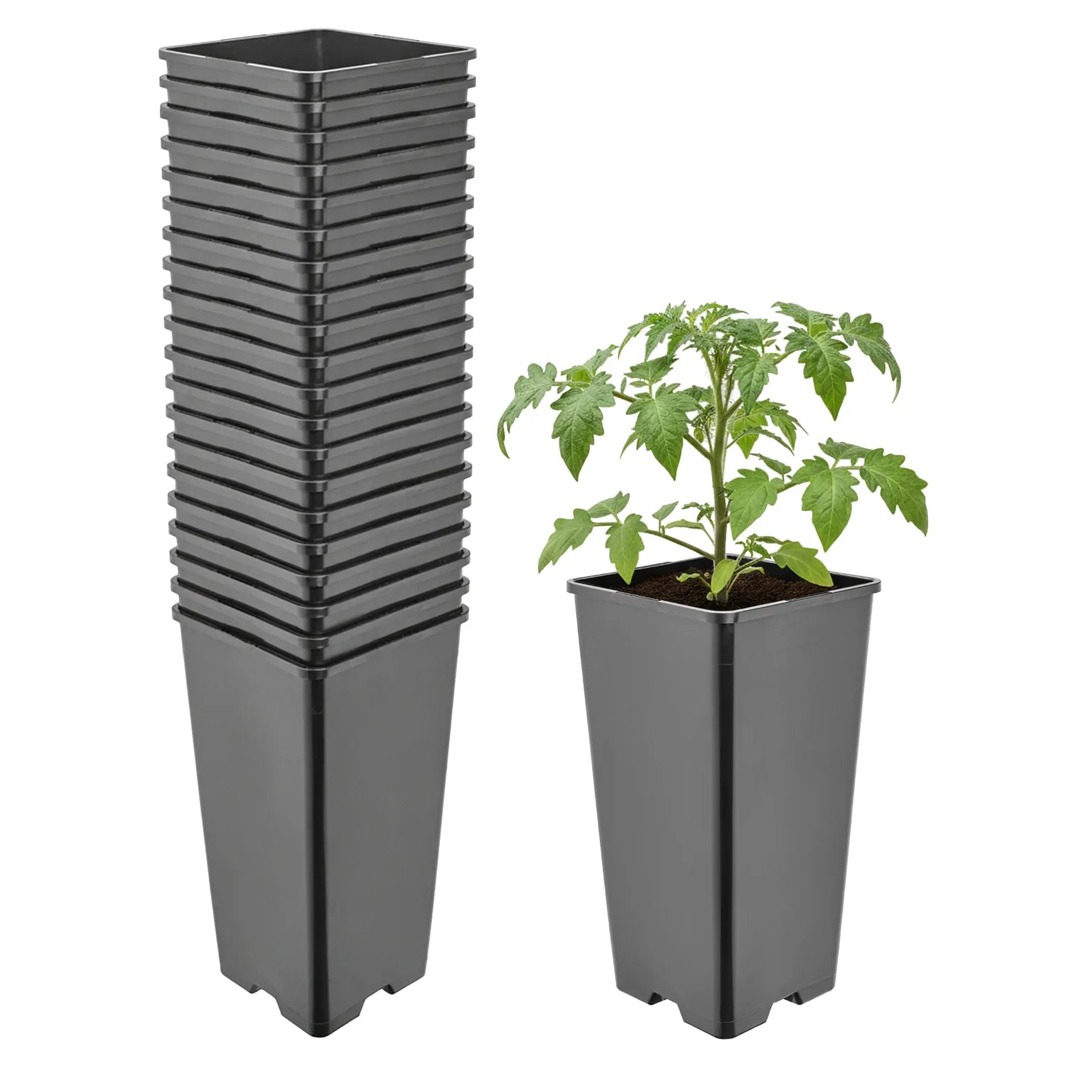 #Größe_11 x 11 x 21,5 cm (2L)#Menge_20  Stück
