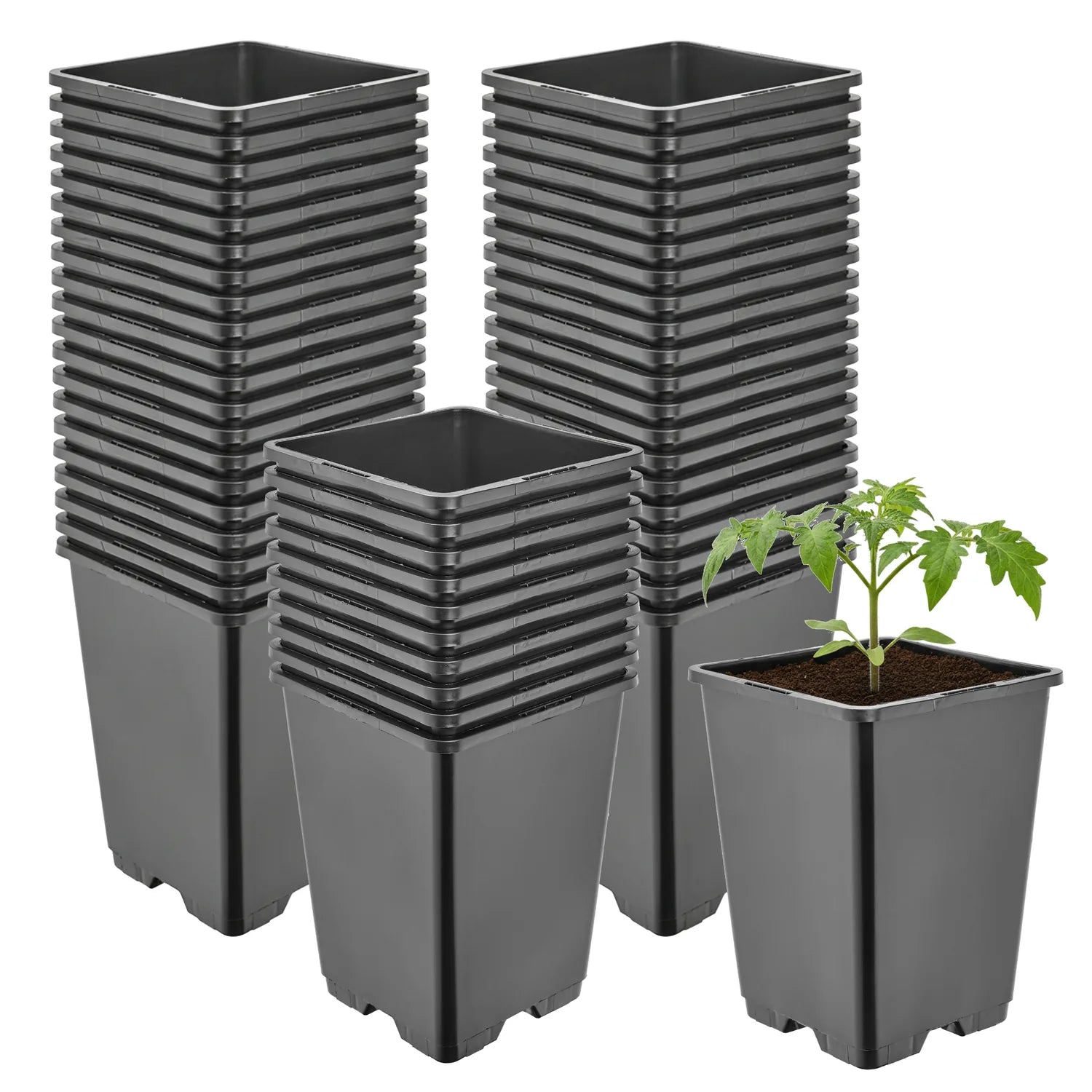 #Größe_11 x 11 x 15,5 cm (1,25L)#Menge_50  Stück