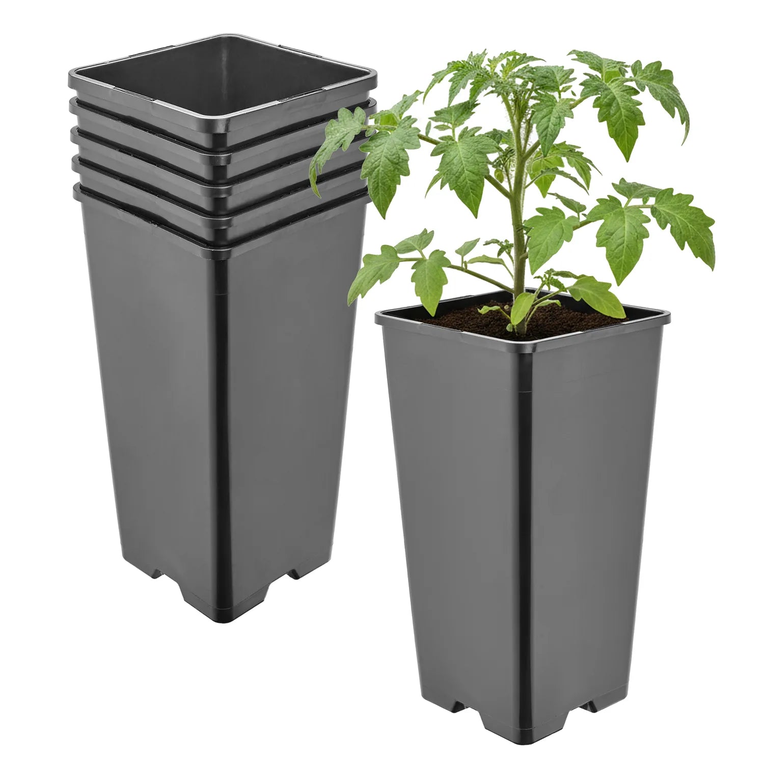 #Größe_11 x 11 x 21,5 cm (2L)#Menge_5  Stück