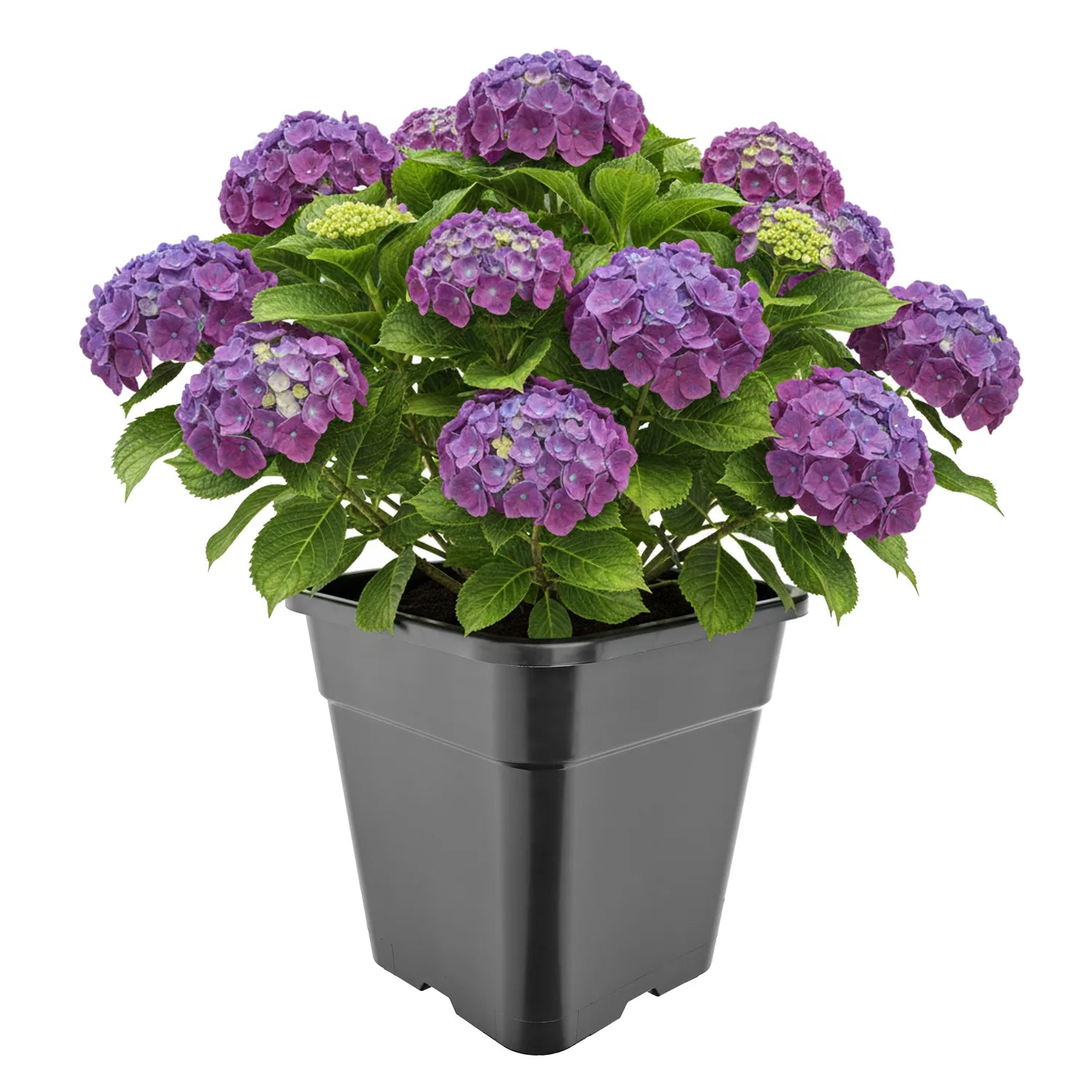 #Größe_30,5 x 30,5 x 31 cm (18L)#Menge_1  Stück
