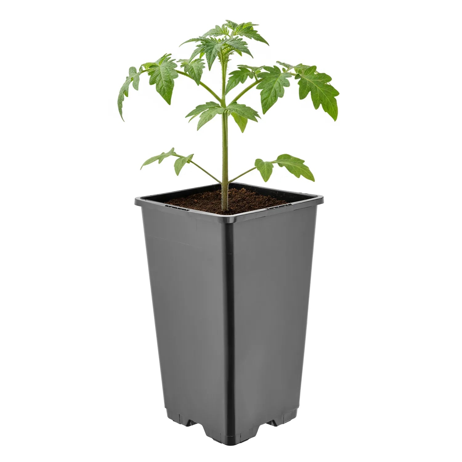 #Größe_11 x 11 x 19 cm (1,7L)#Menge_1  Stück