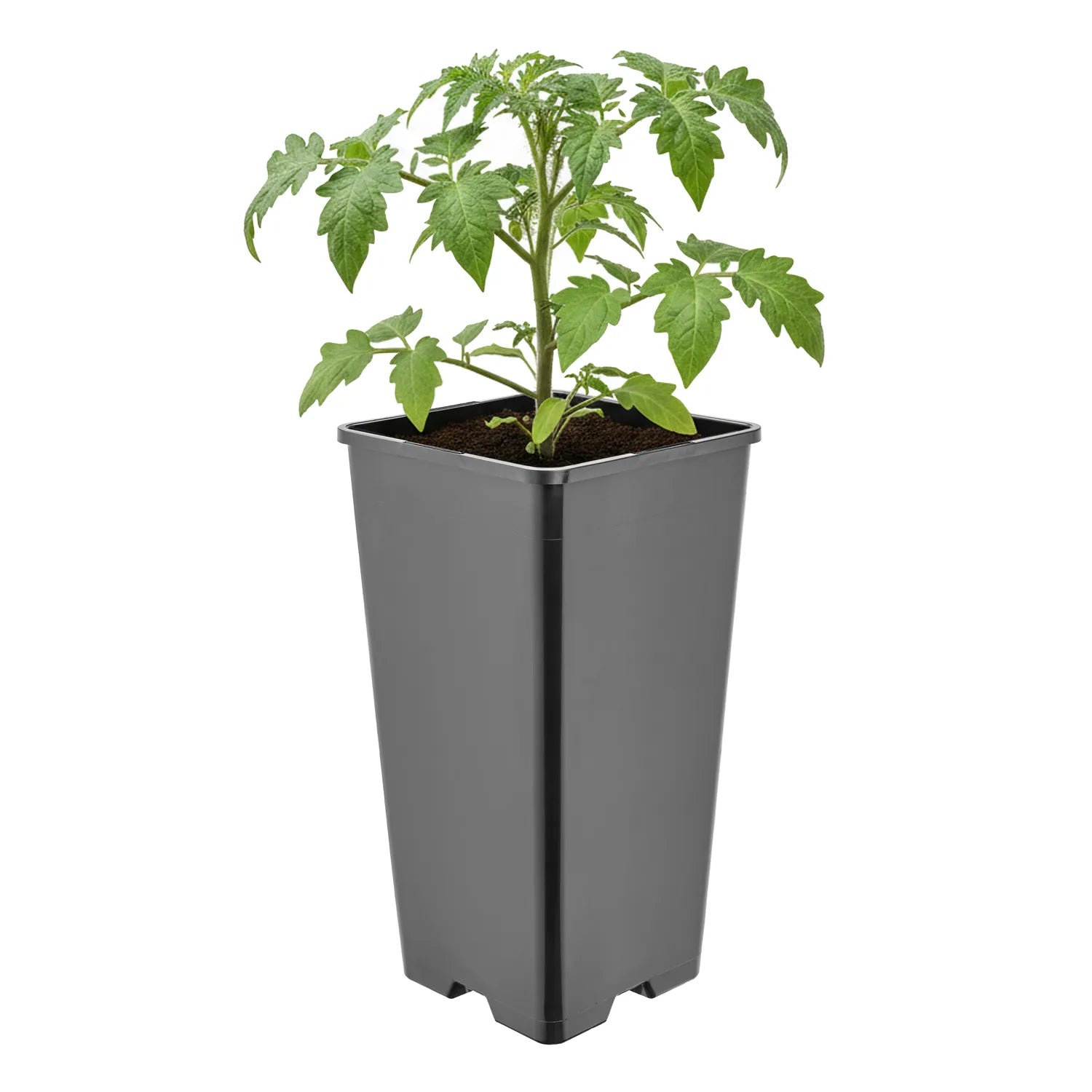 #Größe_11 x 11 x 21,5 cm (2L)#Menge_1  Stück