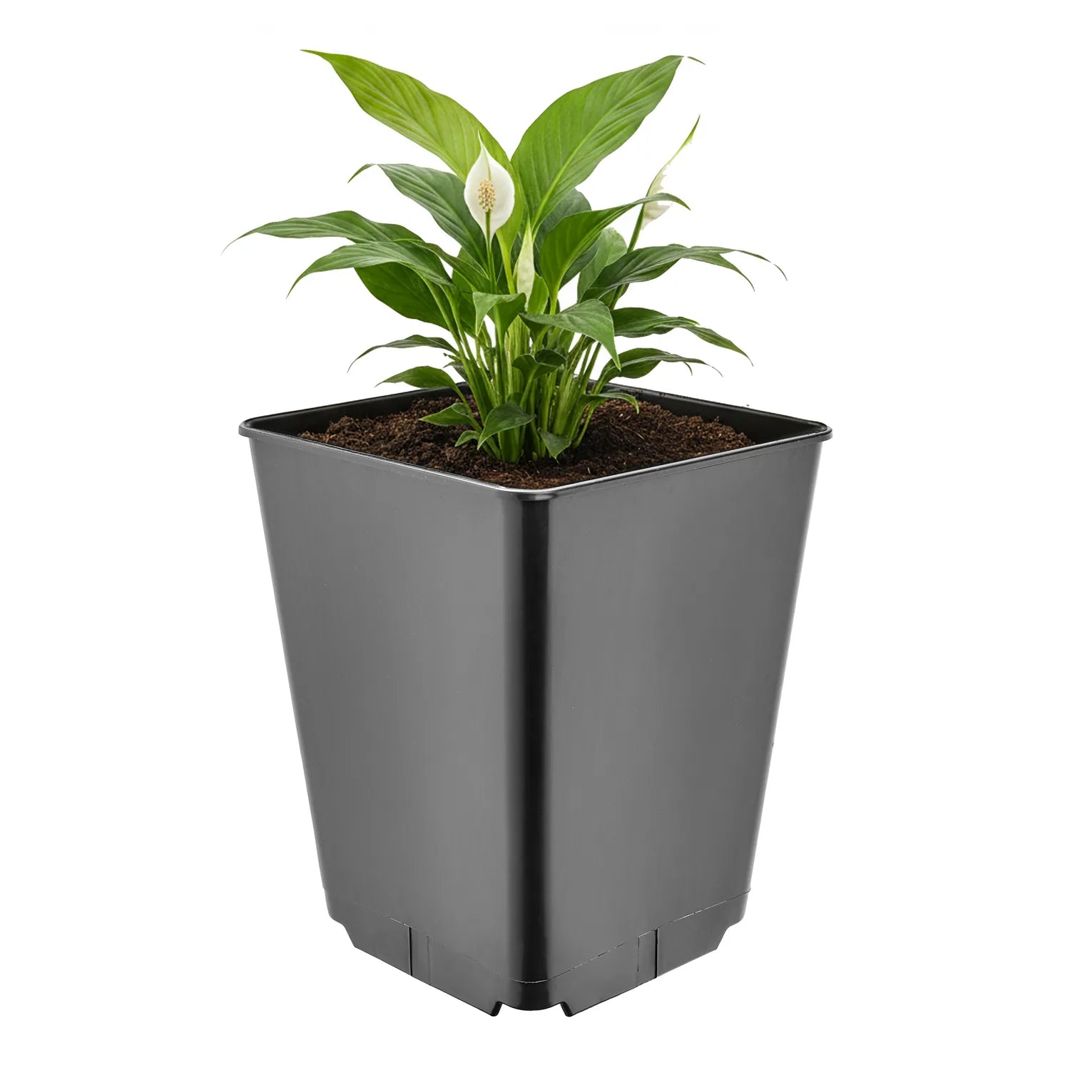 #Größe_16 x 16 x 20 cm (3,5L)#Menge_1  Stück