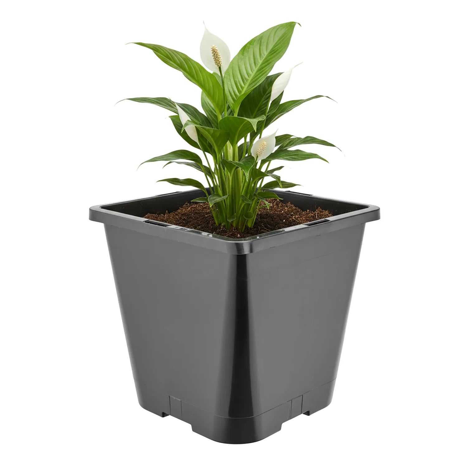 #Größe_20 x 20 x 23 cm (5,6L)#Menge_1  Stück