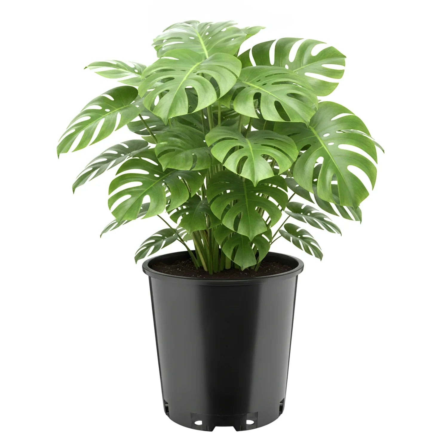 #Größe_Ø26 x 26 cm (12L)#Menge_1  Stück