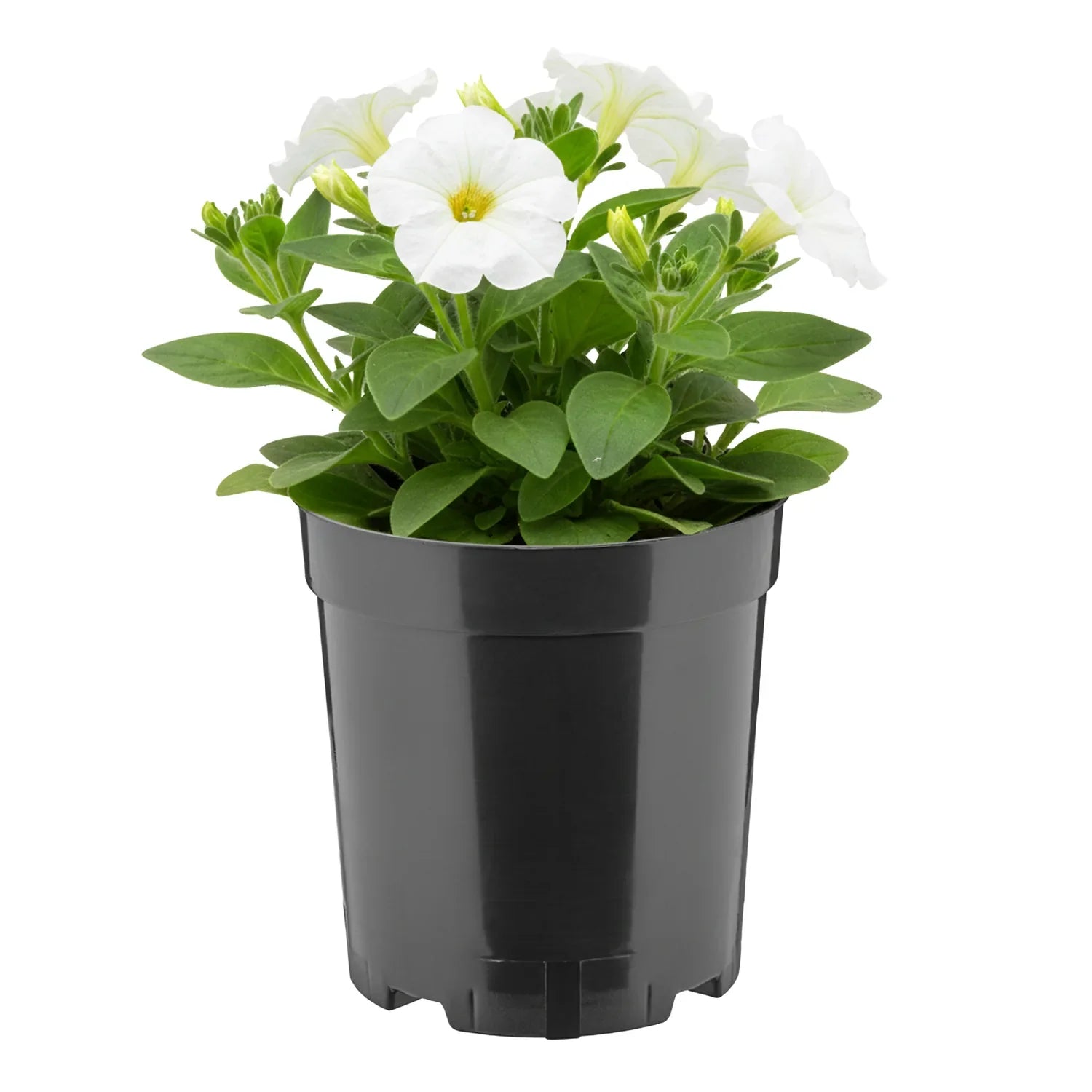 #Größe_Ø14 x 15 cm (2L)#Menge_1  Stück