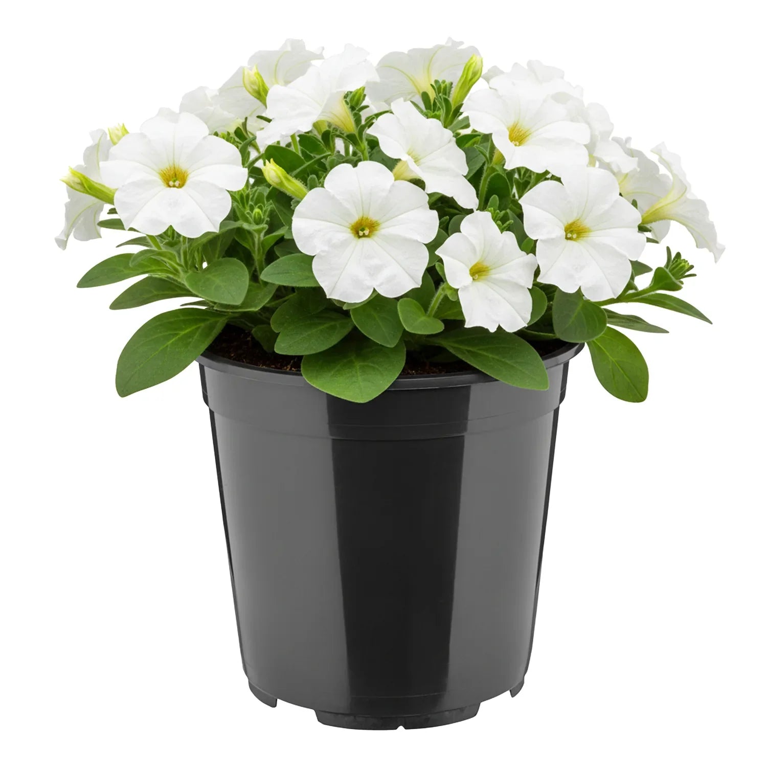 #Größe_Ø20 x 19 cm (4L)#Menge_1  Stück