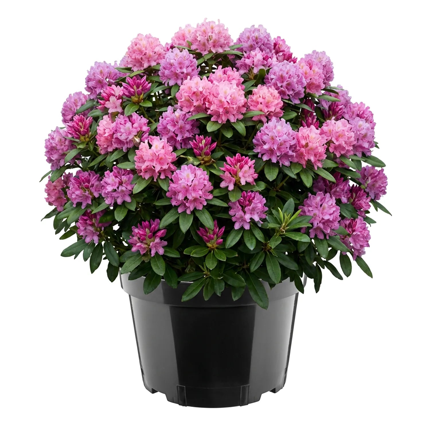 #Größe_Ø34 x 22 cm (15L)#Menge_1  Stück