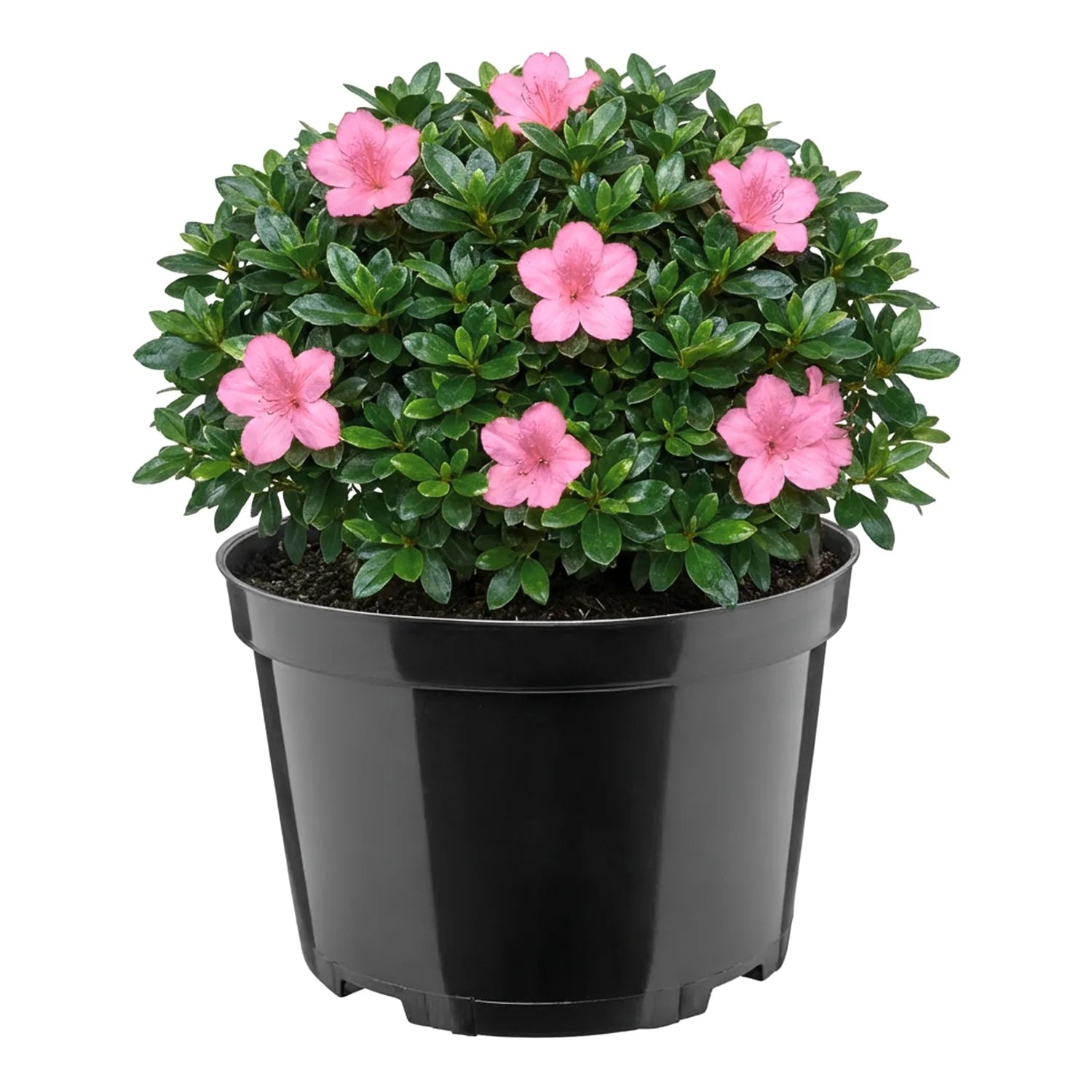 #Größe_Ø22 x 14,5 cm (4L)#Menge_1  Stück